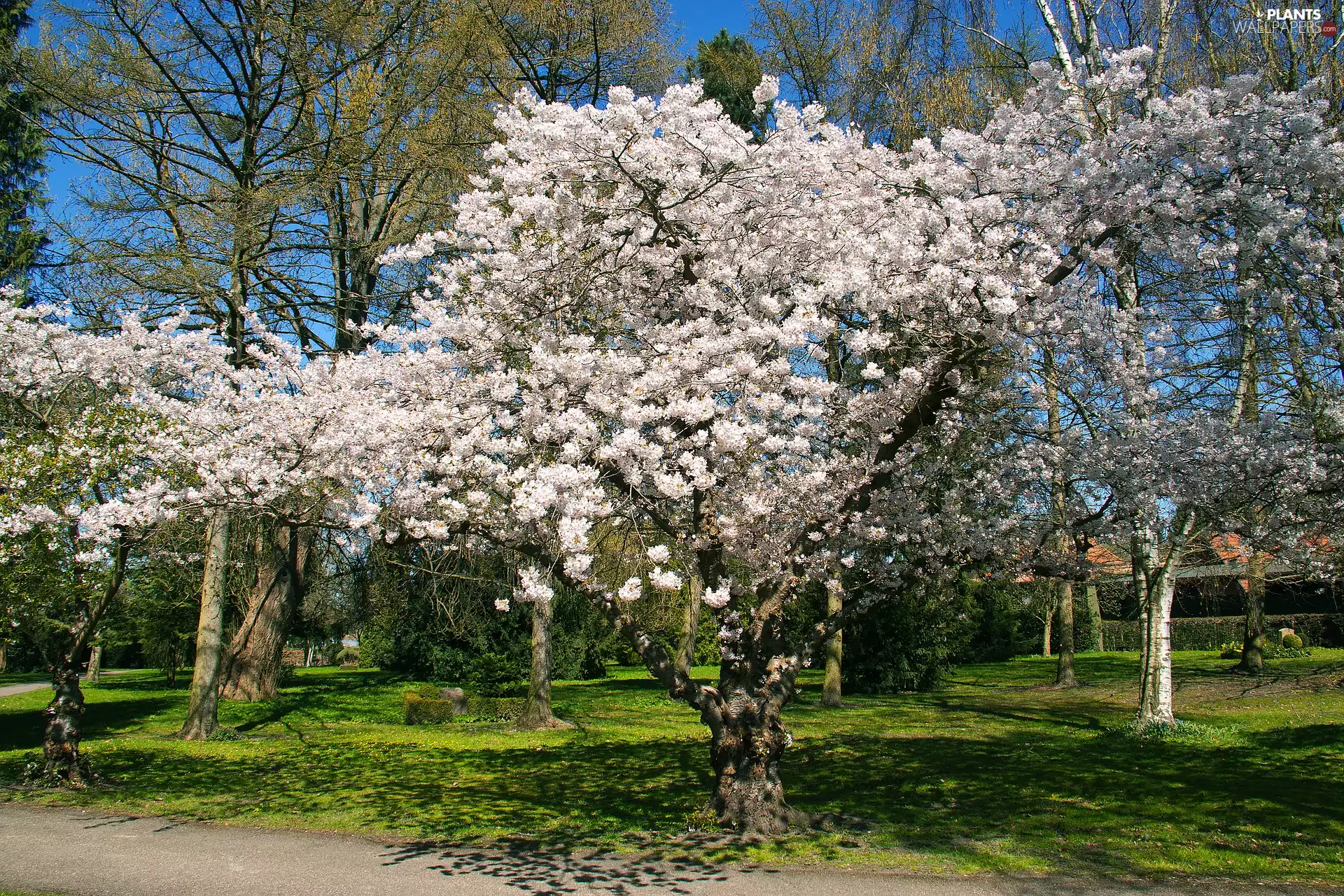 Fruit Trees, Spring, Park