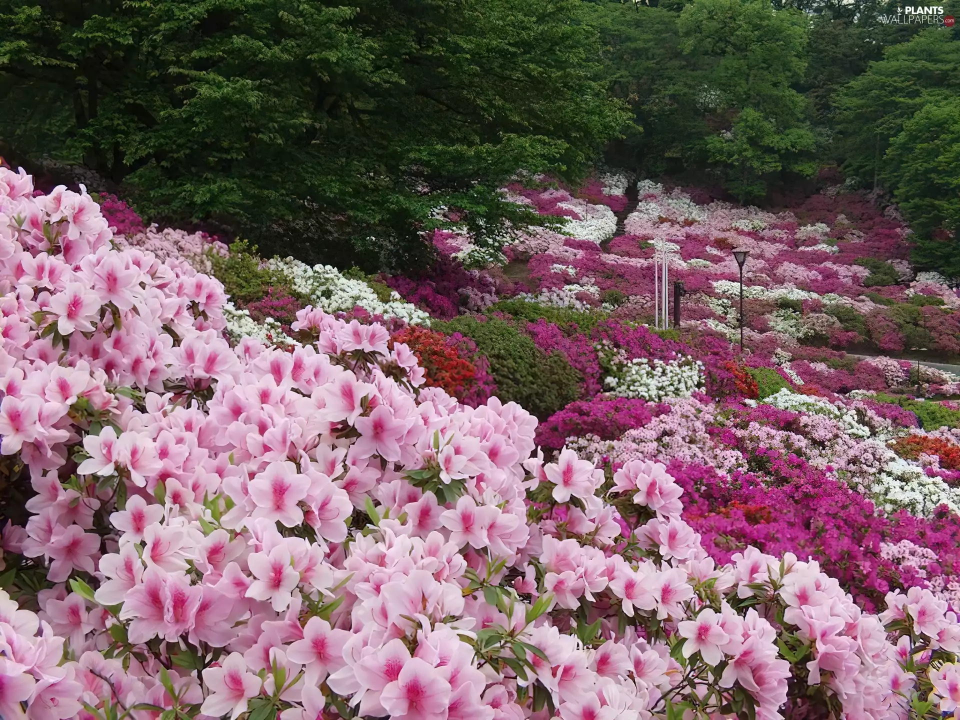 Gardens, Flowers, Azaleas, Park