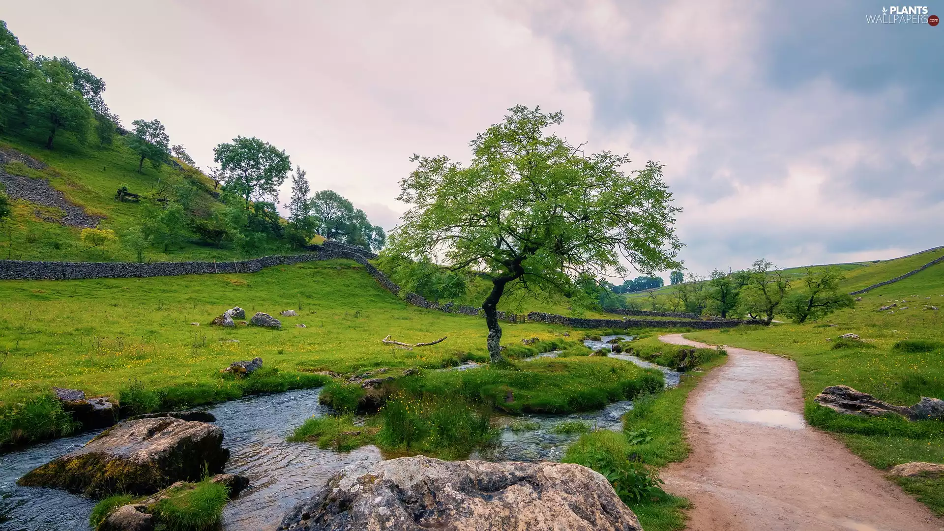 North Yorkshire County, England, Yorkshire Dales National Park, Way, Meadow, The Hills, trees, viewes, River