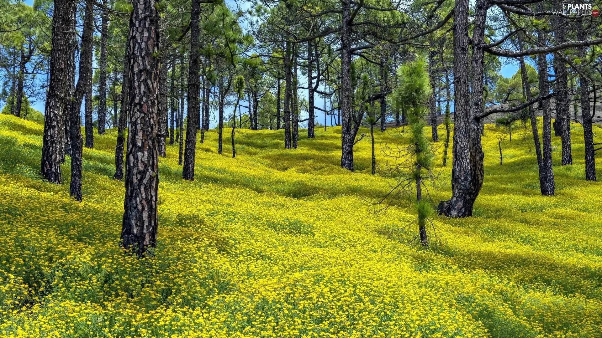 La Palma Island, Cumbre Vieja Nature Park, Spain, Canary Islands, Flowers, Black Medick, pine, Yellow, forest