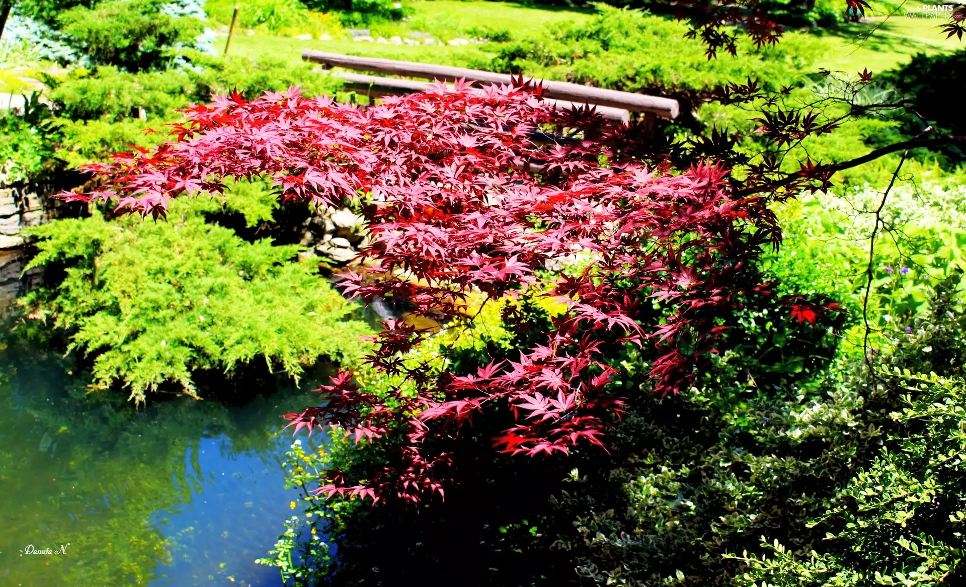 maple, trees, James, Park, Pond - car, viewes