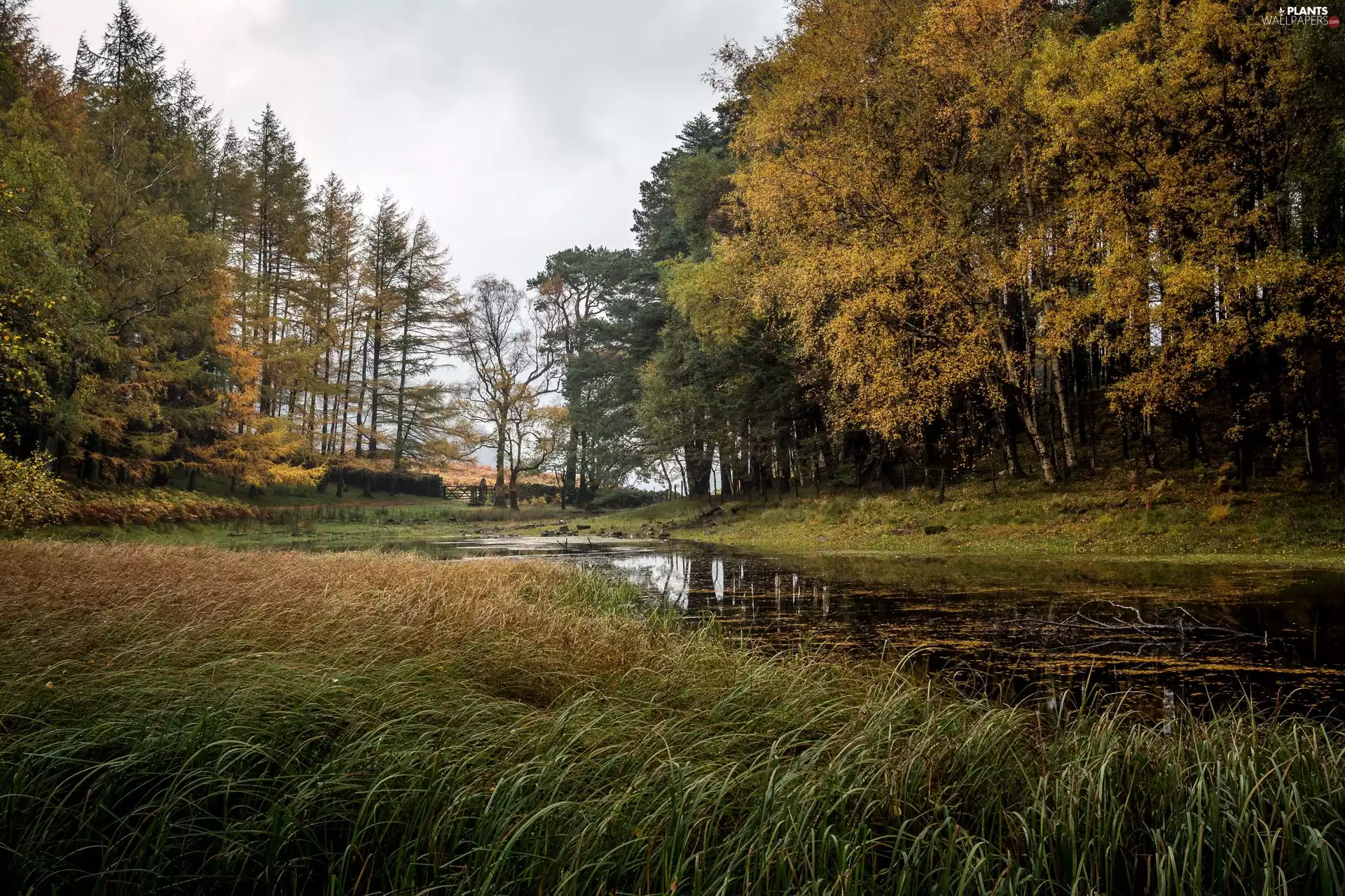 trees, Glenridding, lake, Park, England, viewes, grass