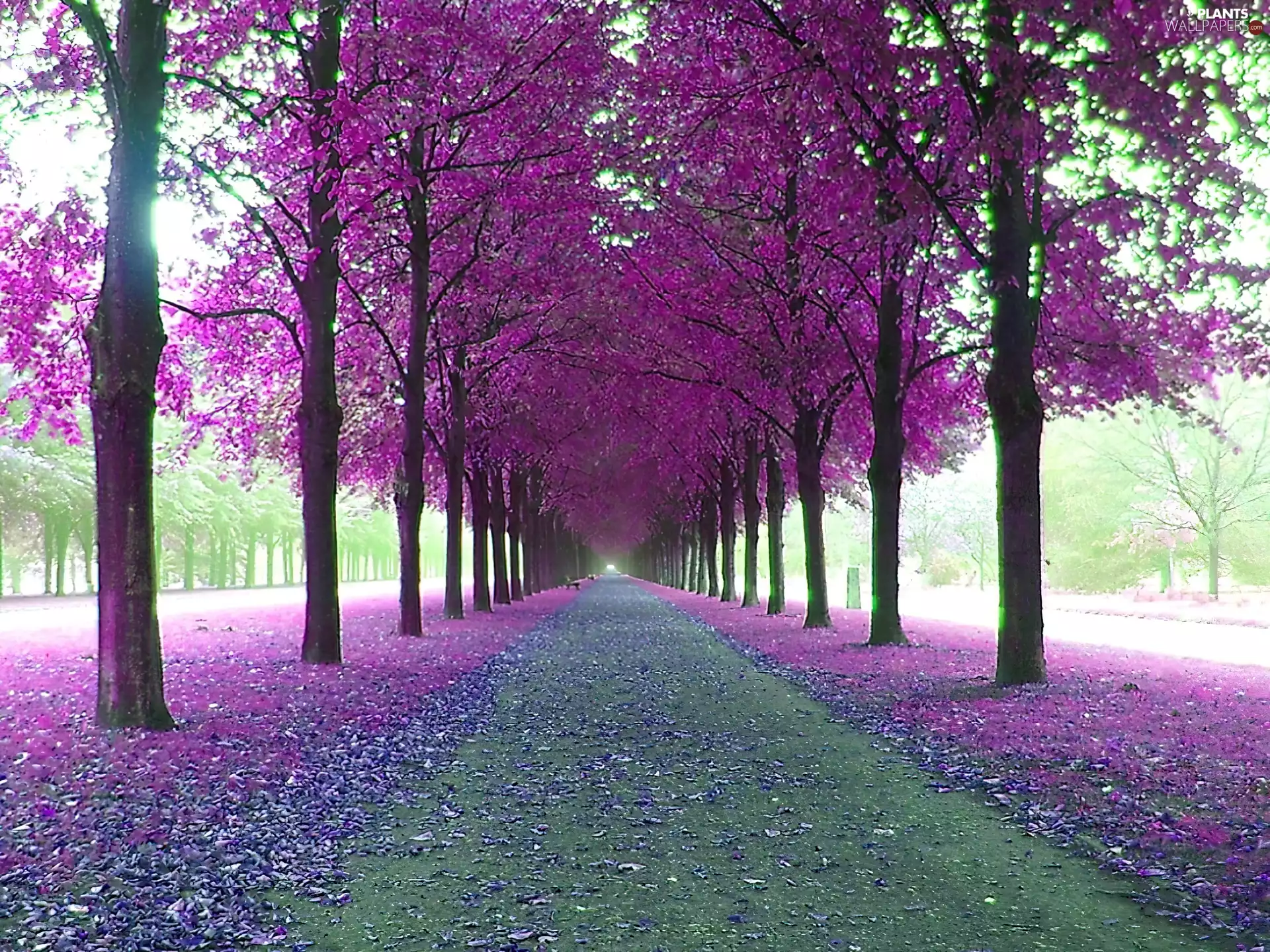 lane, purple, Leaf, Park