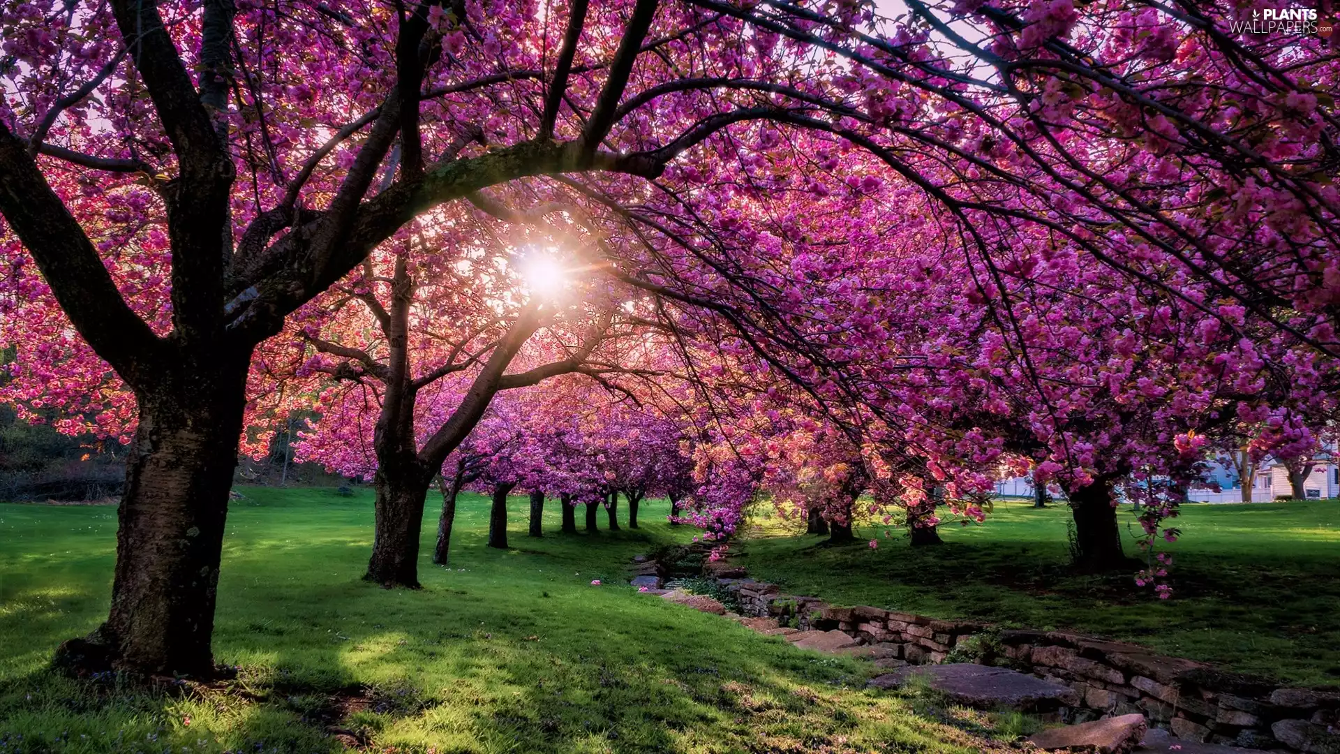 viewes, rays of the Sun, Spring, trees, Park