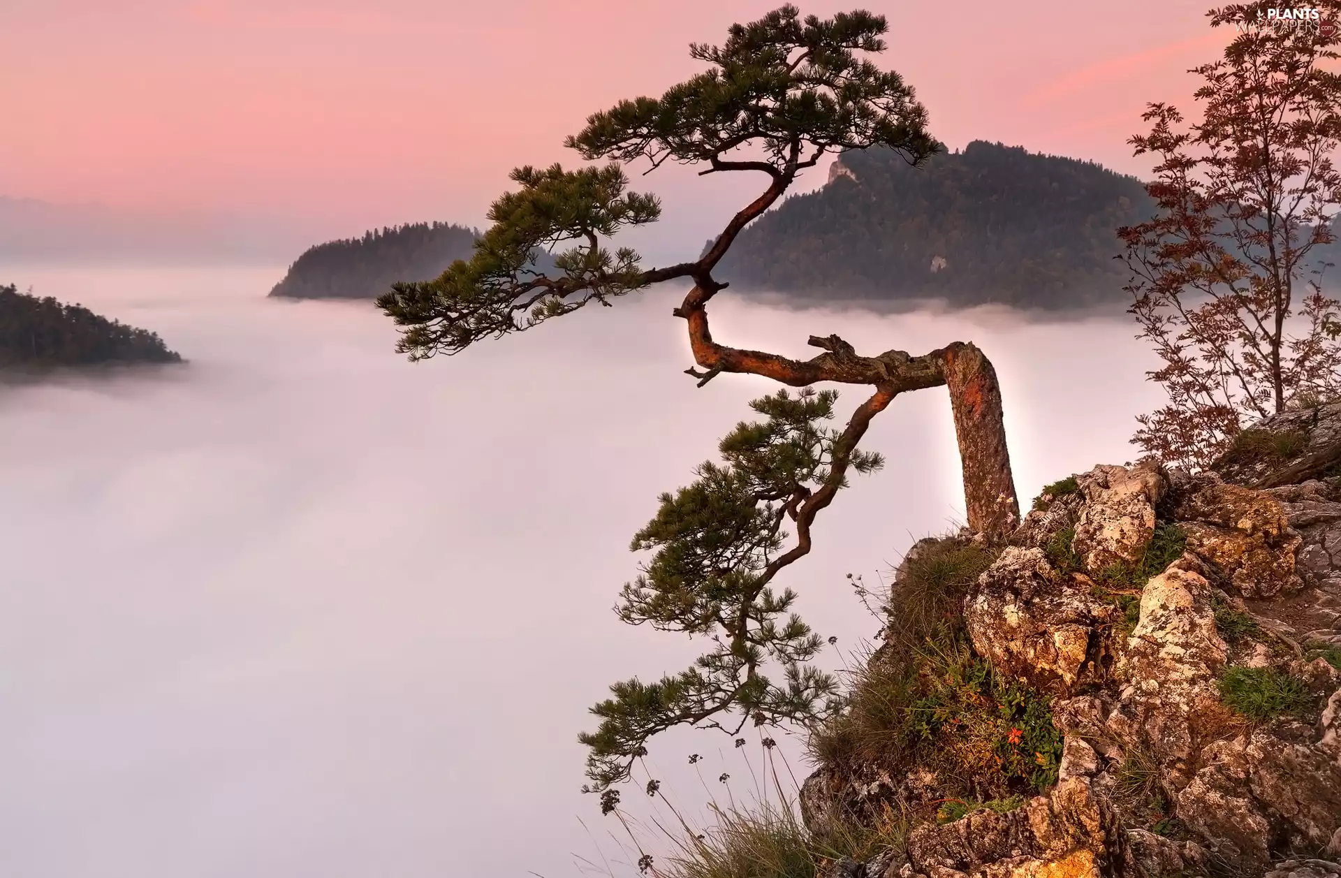 Mountains, pine, Rocks, Fog, Pieniny National Park, Poland, Sokolica, Pieniny, mount
