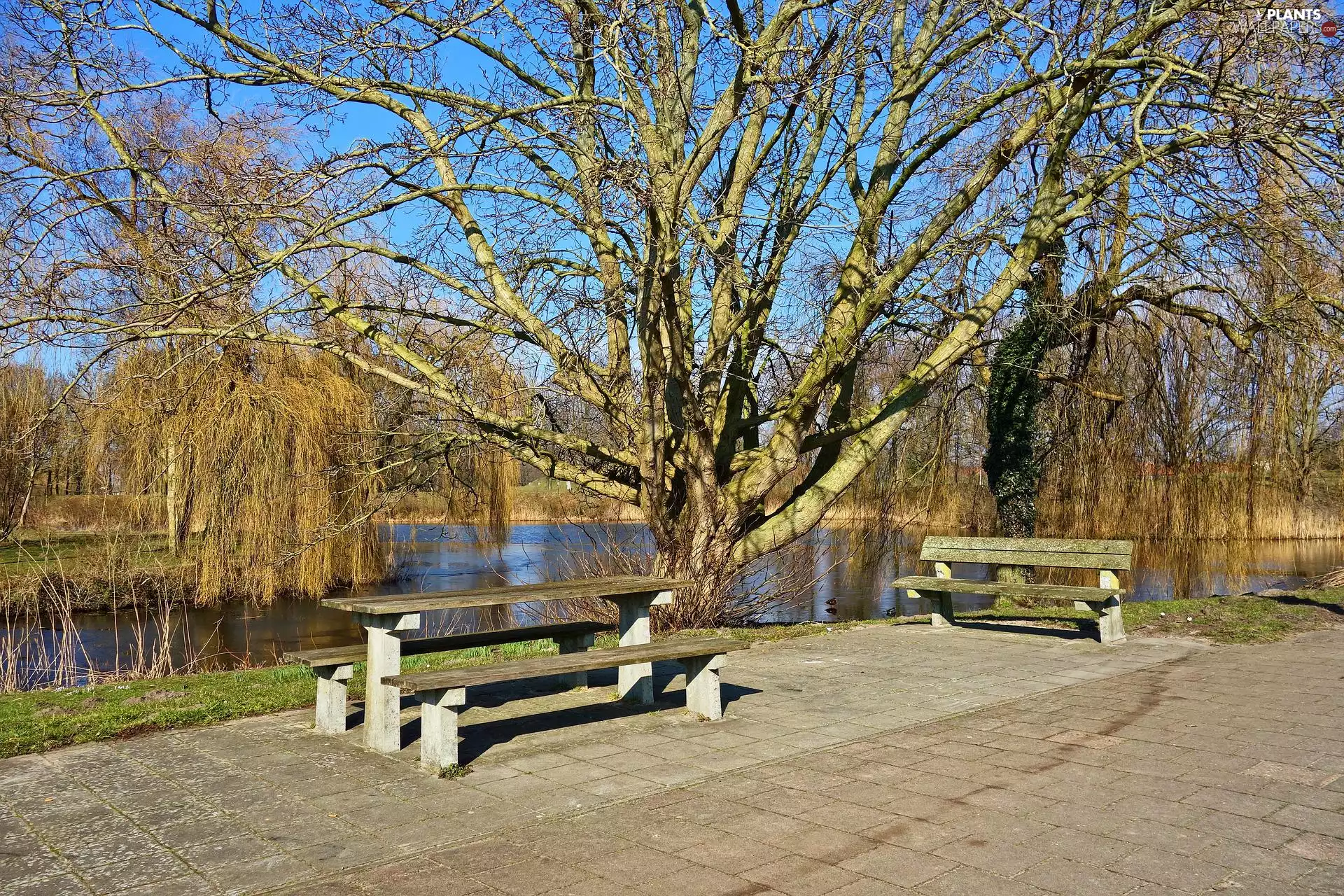 bench, Park, Pond - car, trees