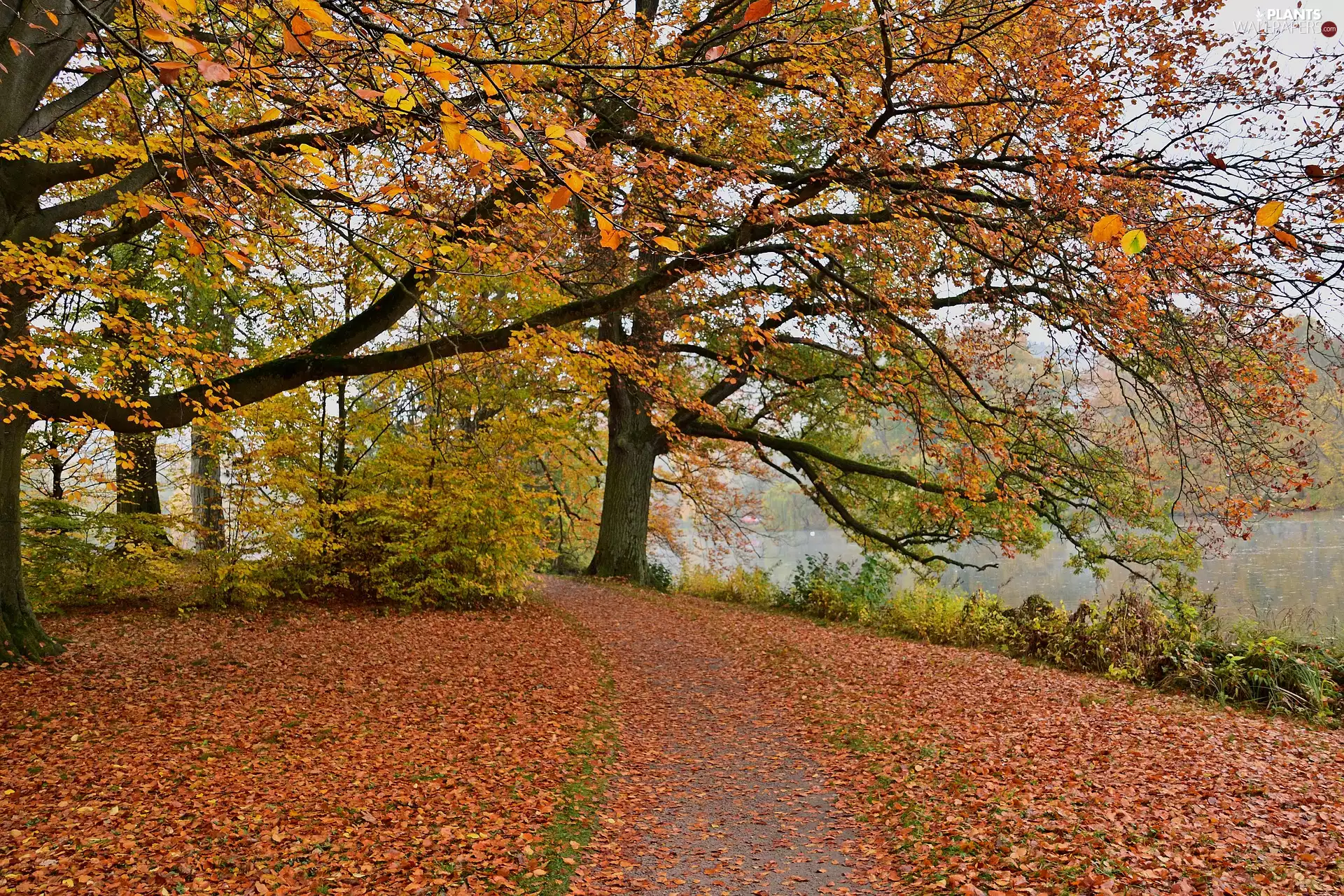 fallen, trees, Pond - car, viewes, autumn, Leaf, Park