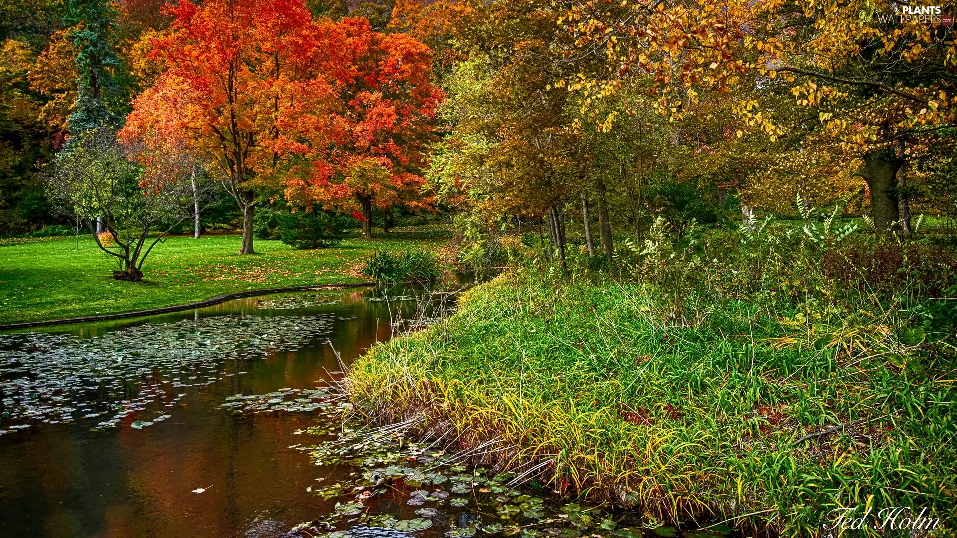 Park, trees, Water lilies, viewes, grass, forest, autumn, Pond - car