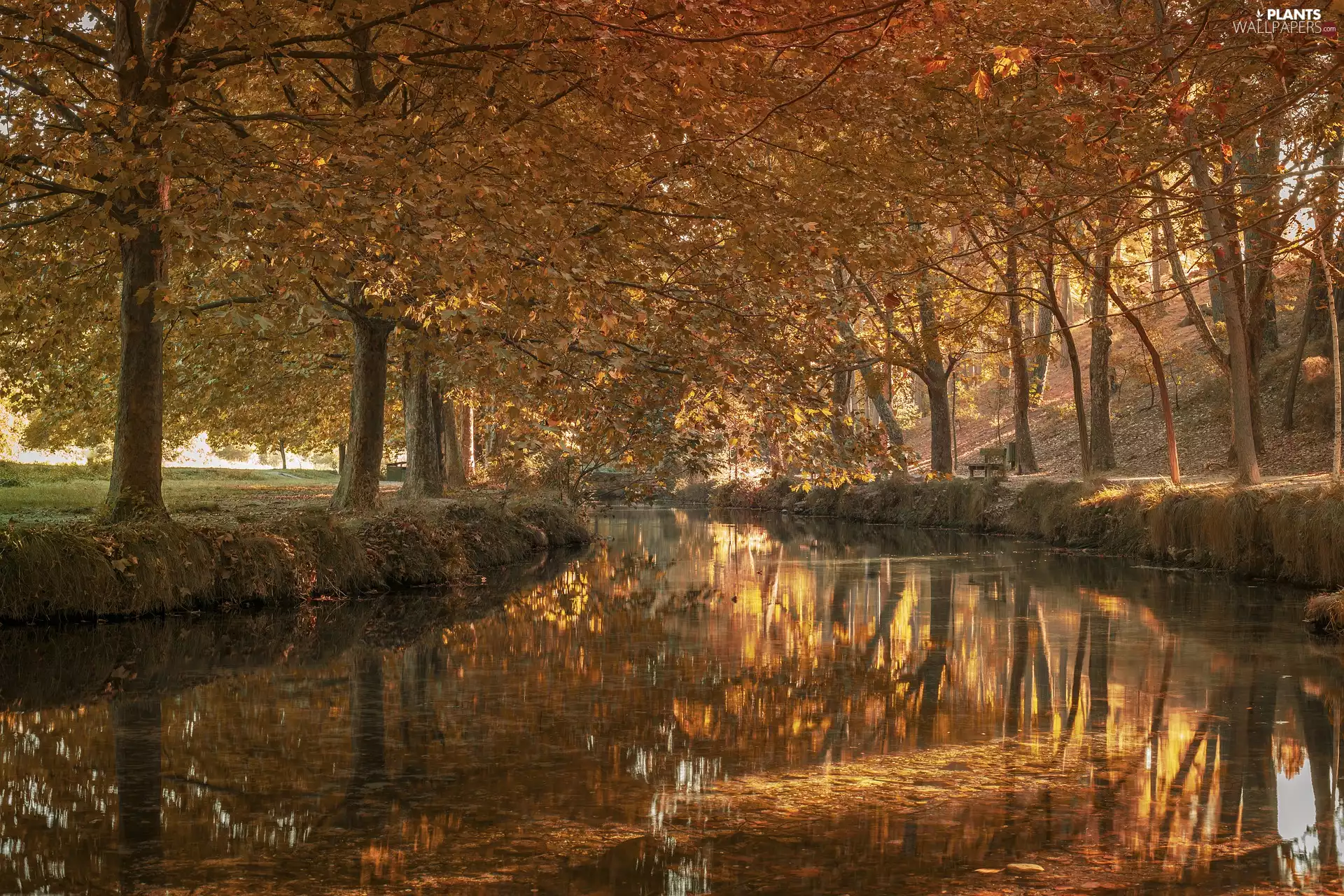 viewes, Park, River, trees, autumn