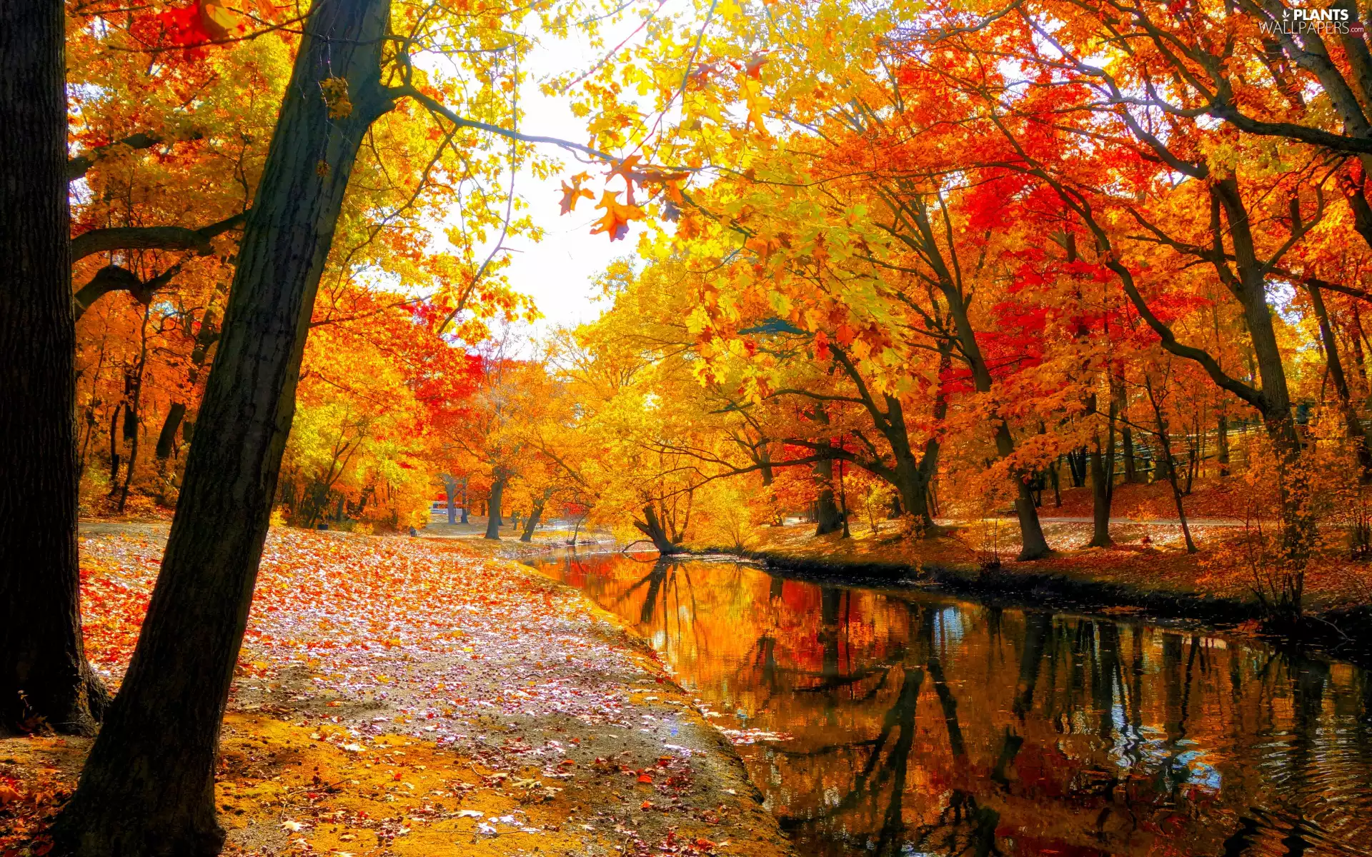 Park, autumn, color, trees, Leaf, Sky, River, fallen, viewes