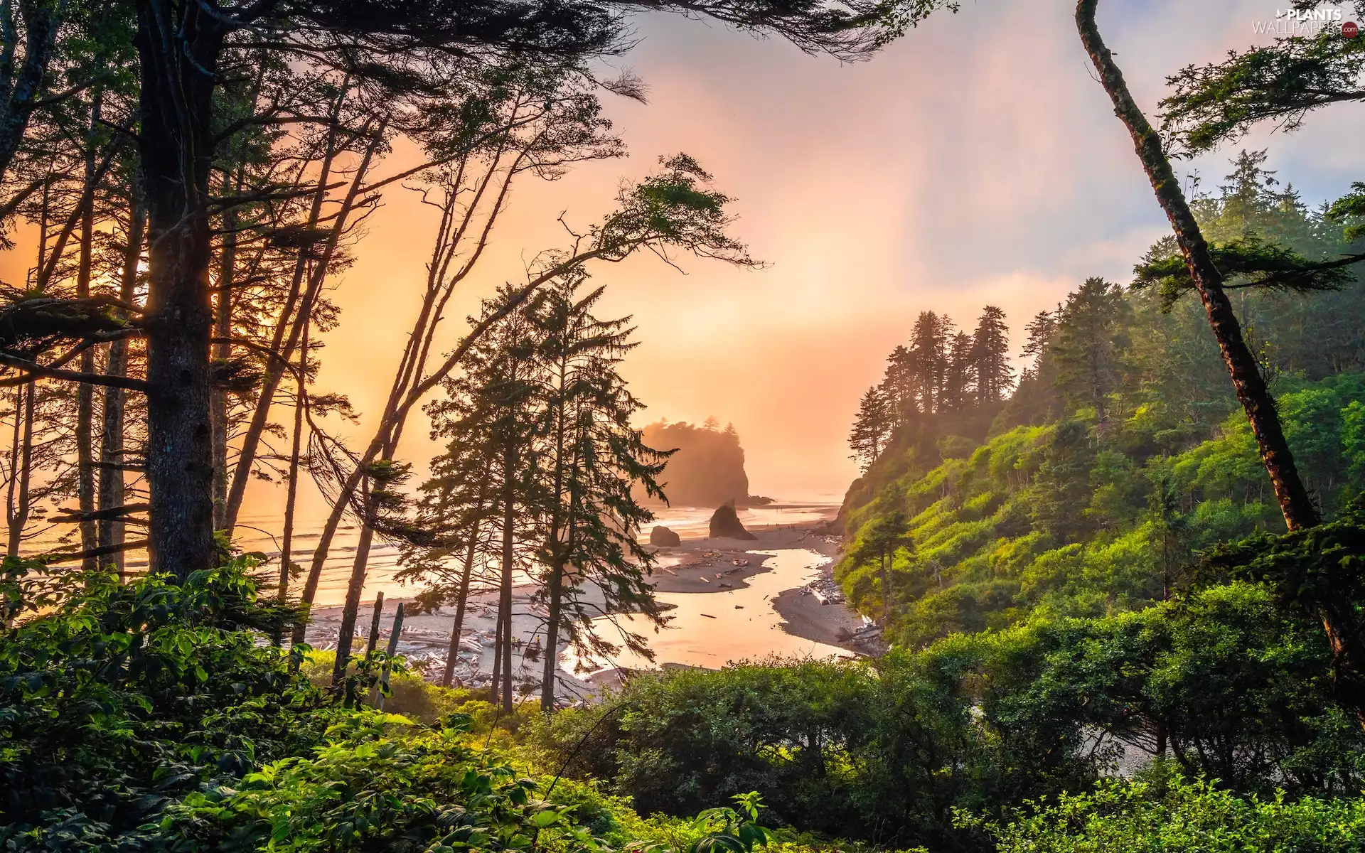 Washington State, The United States, Olympic National Park, Beaches, trees, viewes, rocks, Bush, Ruby Beach