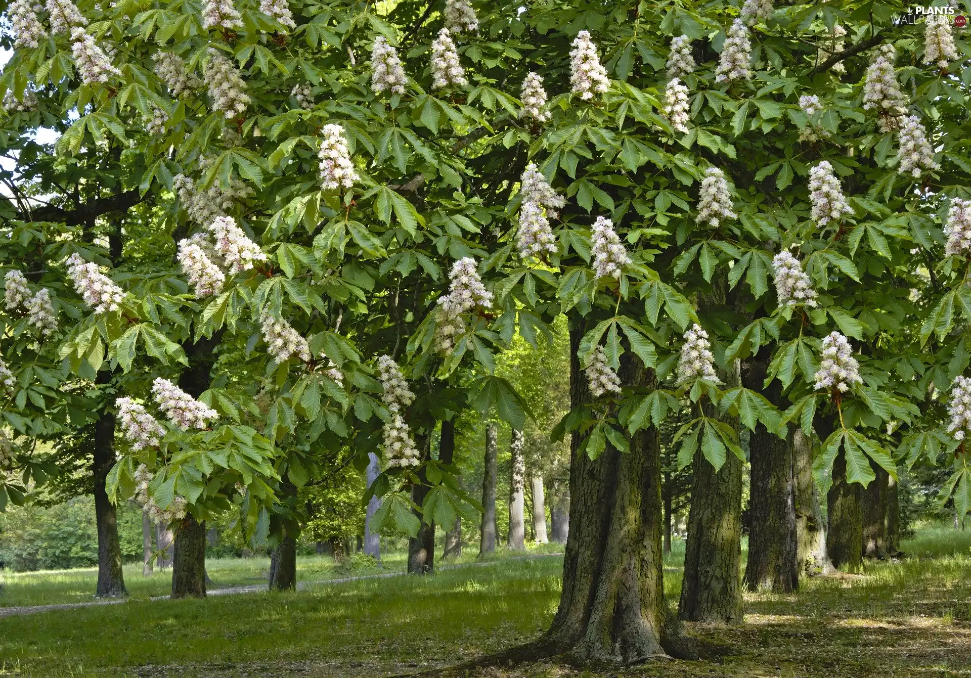 Spring, flourishing, chestnut, Park
