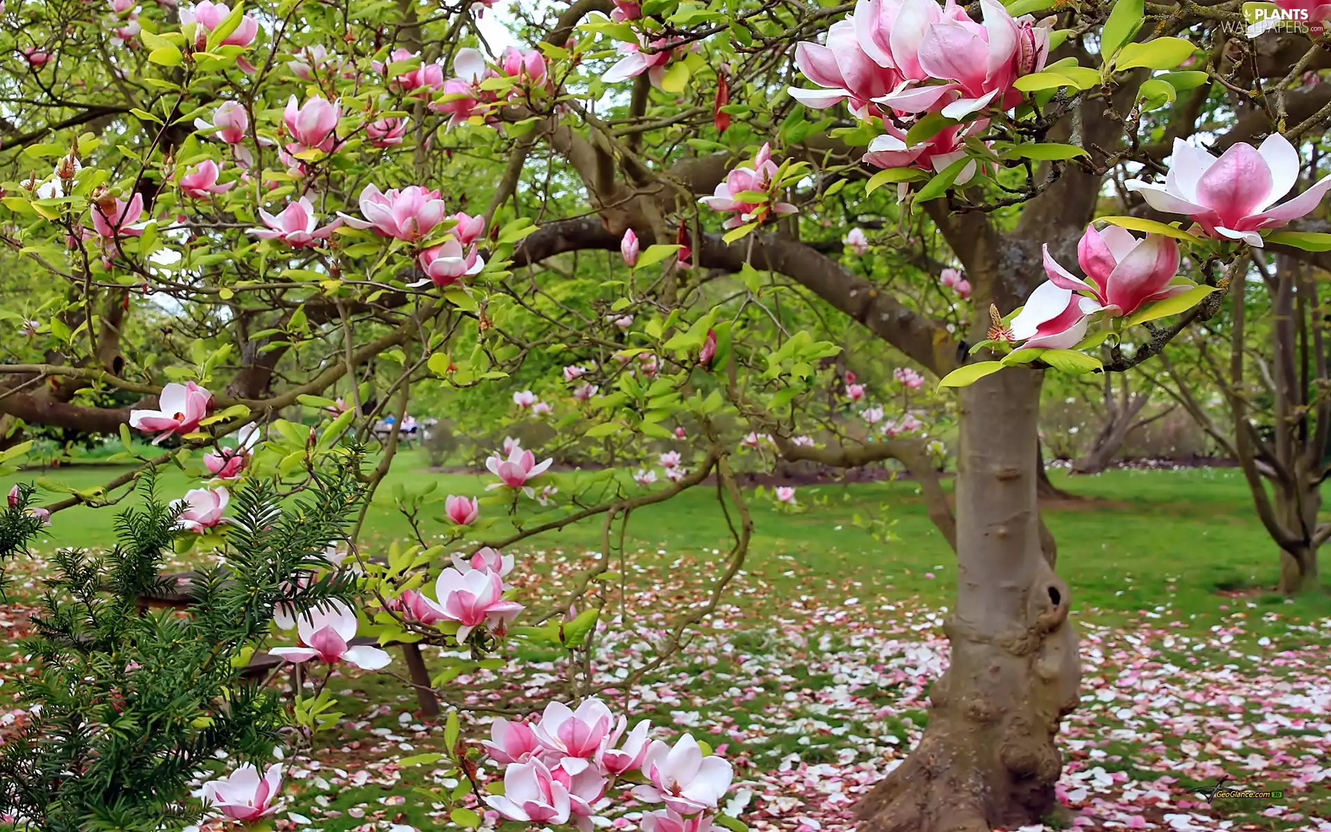 Spring, Blossoming, Magnolia, Park
