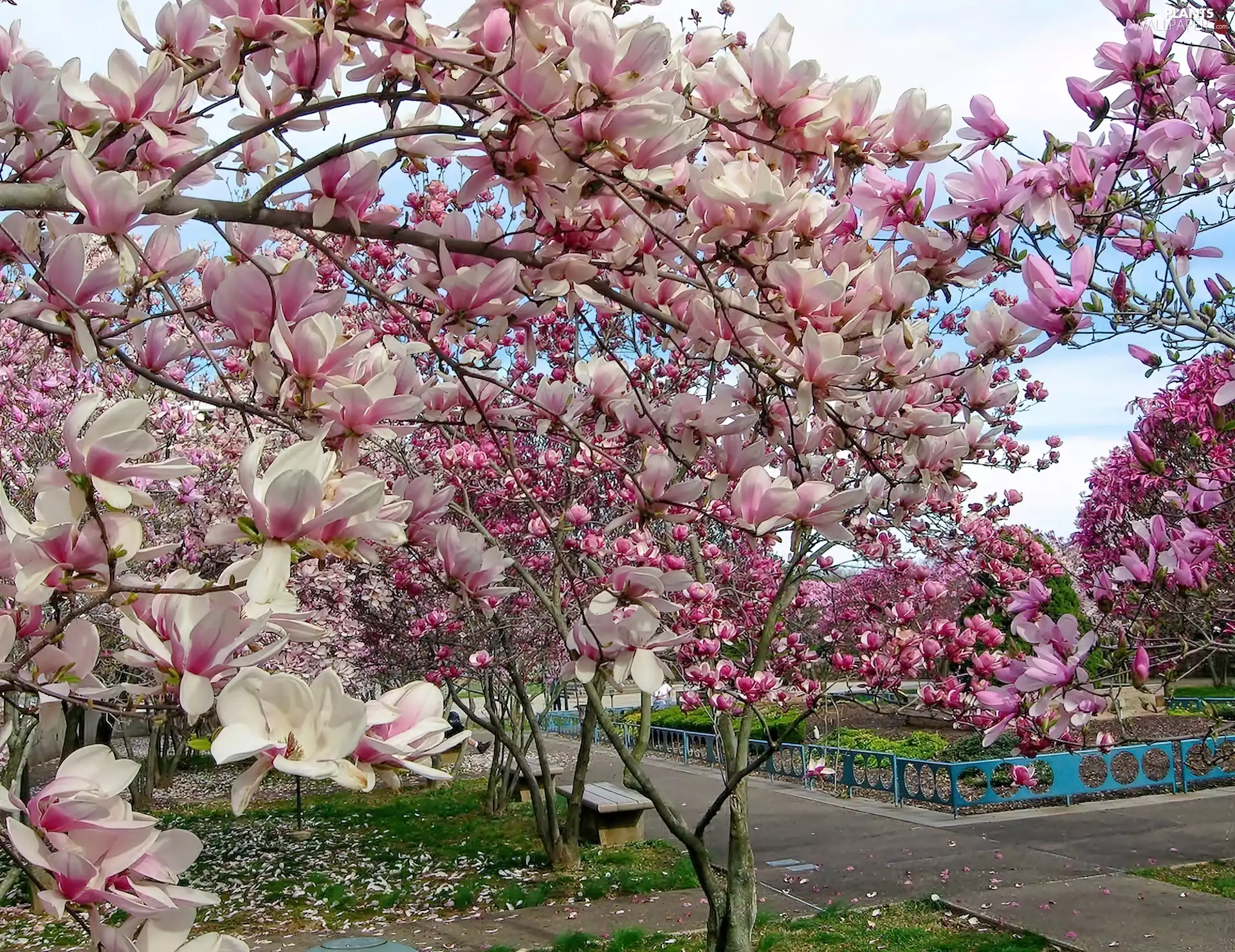 Spring, Blossoming, Magnolia, Park