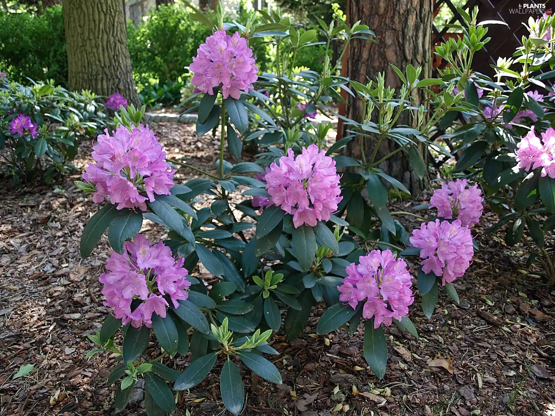 Spring, flower, rhododendron, Park