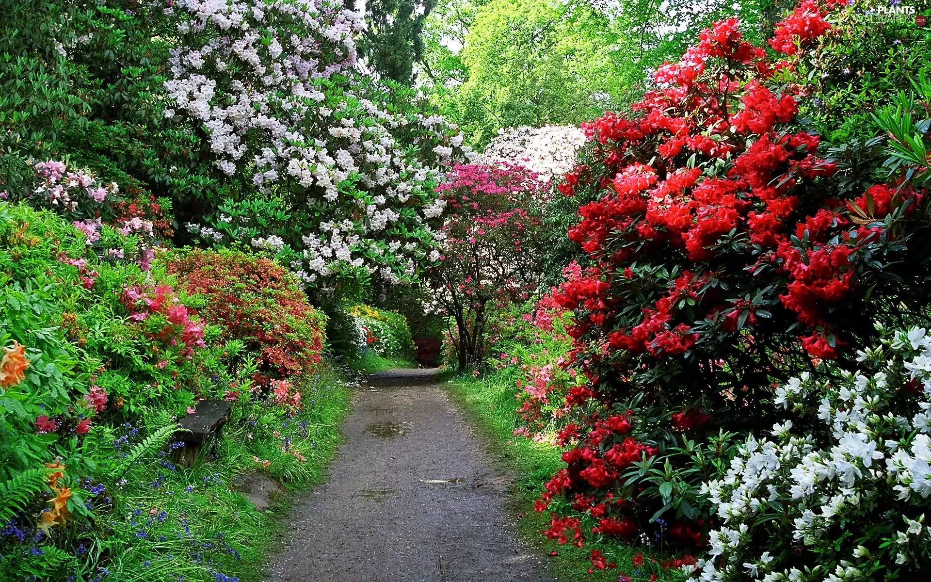 Spring, alley, Rhododendrons, Park