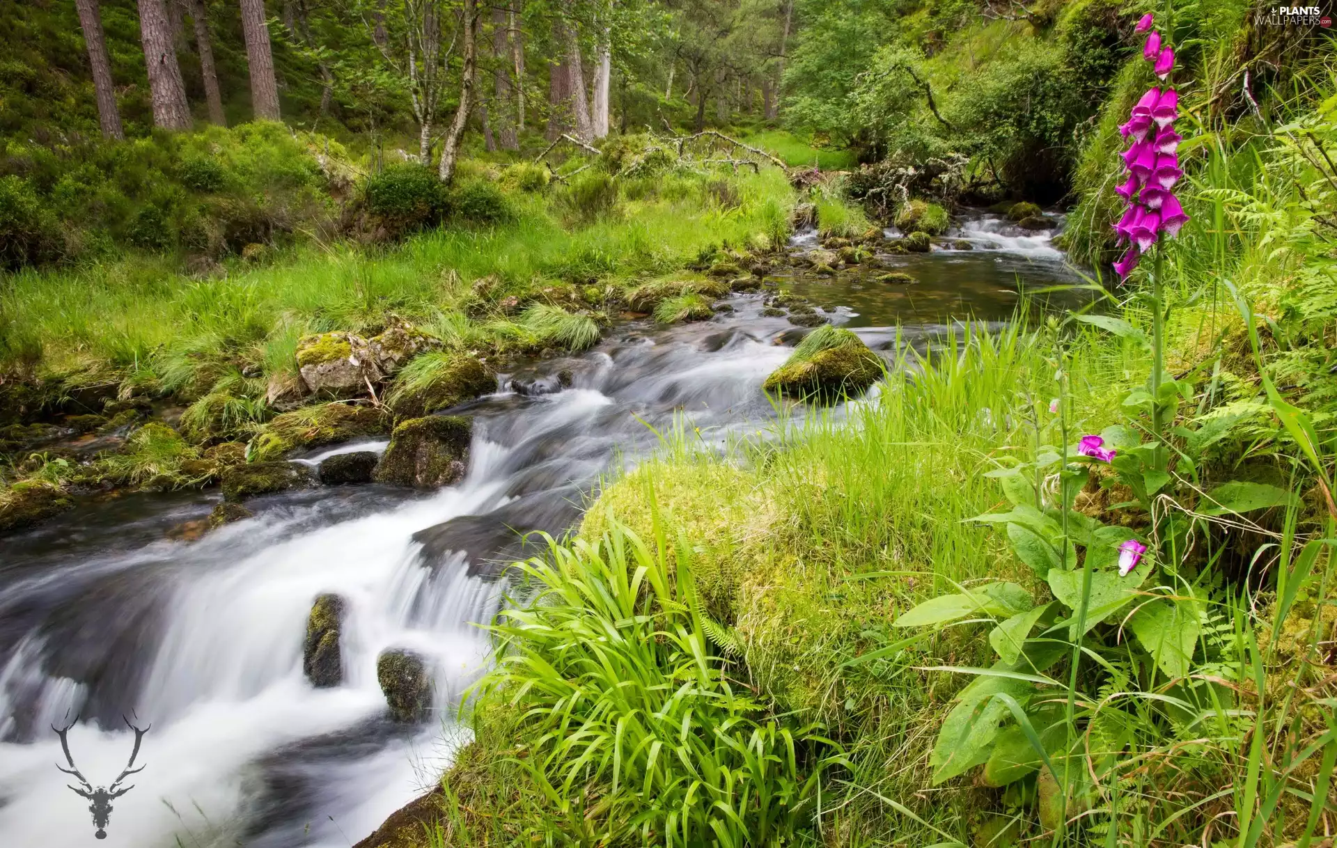 River, Scotland, Stones, grass, forest, Cairngorms National Park