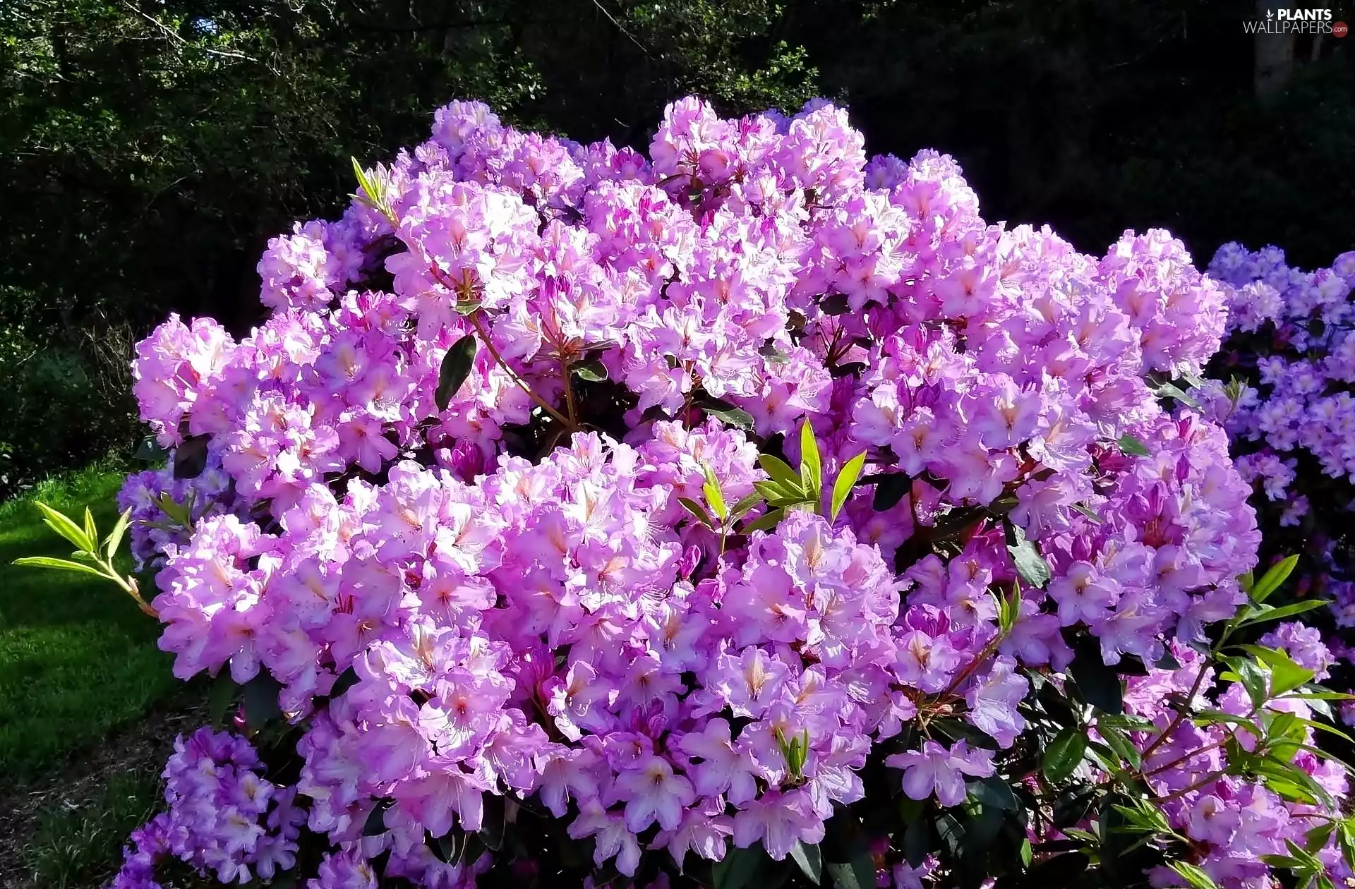 Park, Spring, azalea, rhododendron, luminosity, shadow, sun, flash, ligh