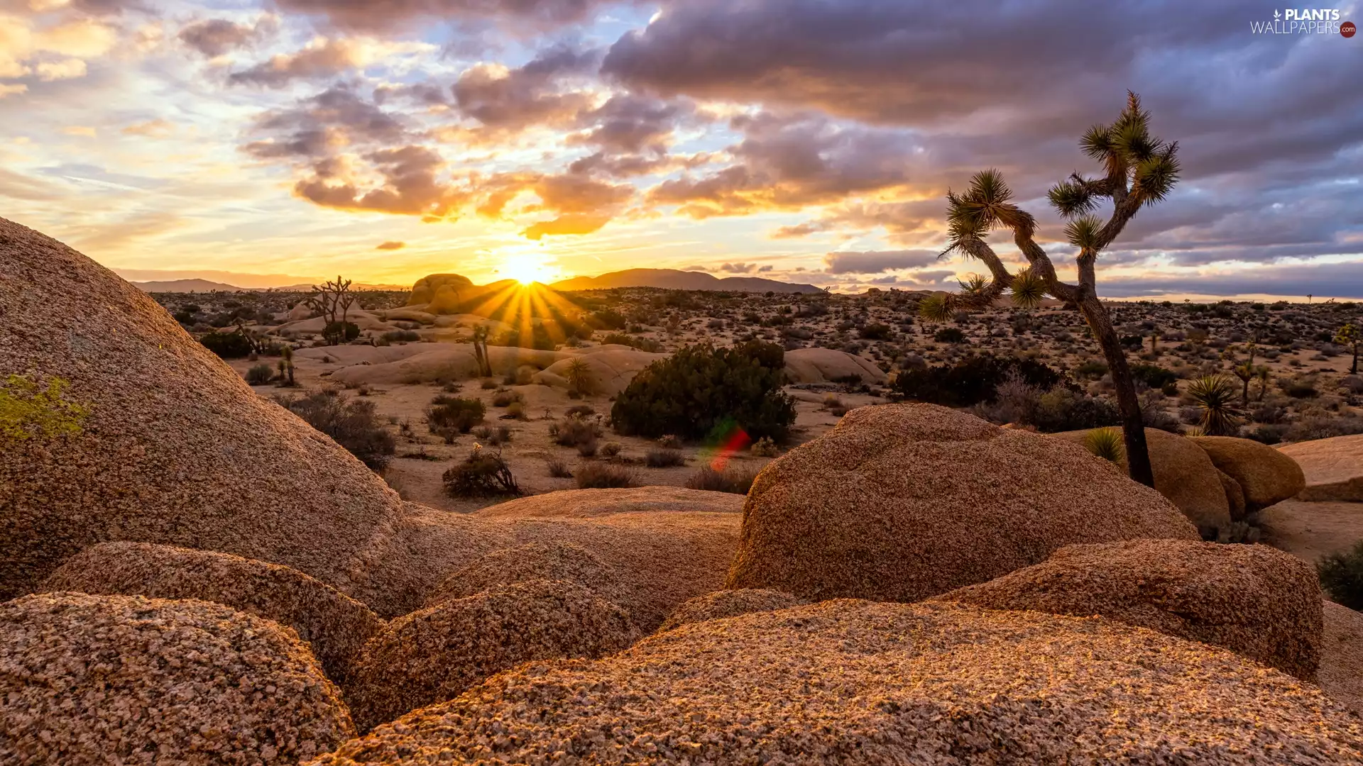 rocks, State of California, Sunrise, Joshua Tree National Park, The United States, trees, clouds