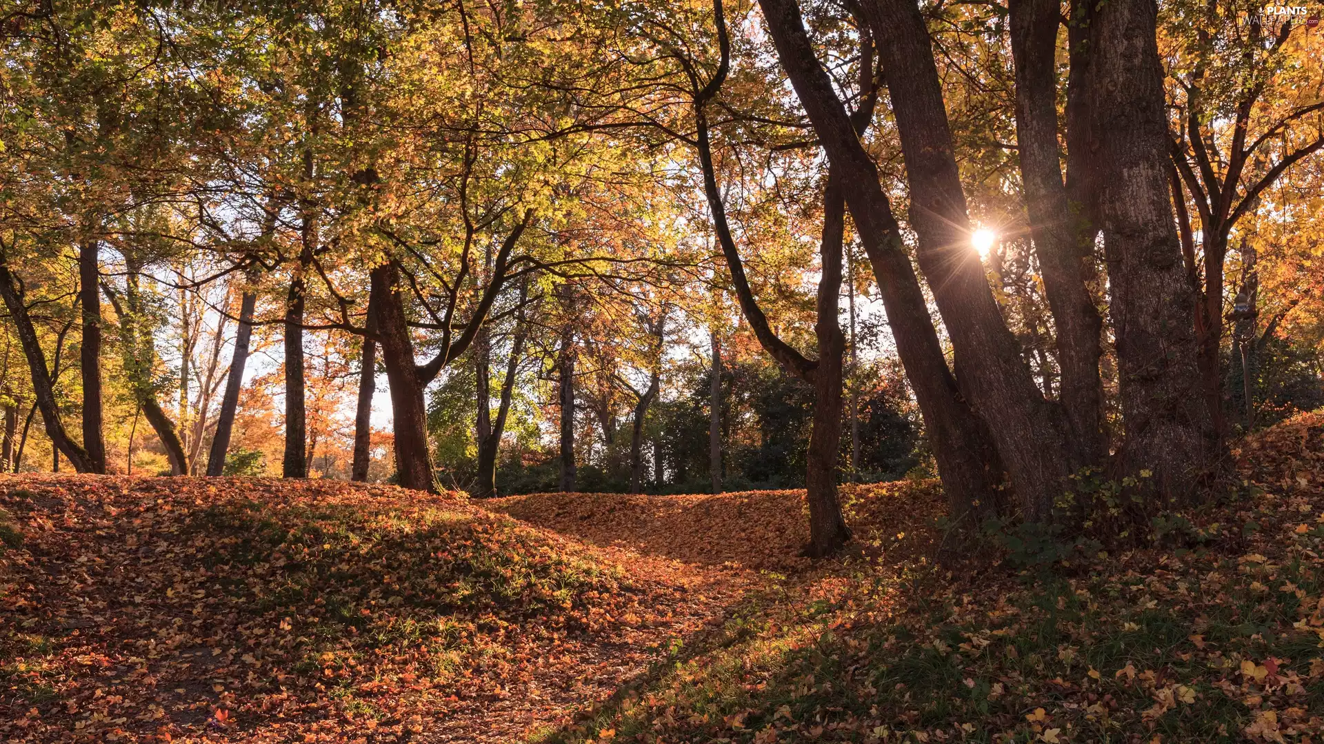 Park, trees, Leaf, autumn, rays of the Sun, viewes