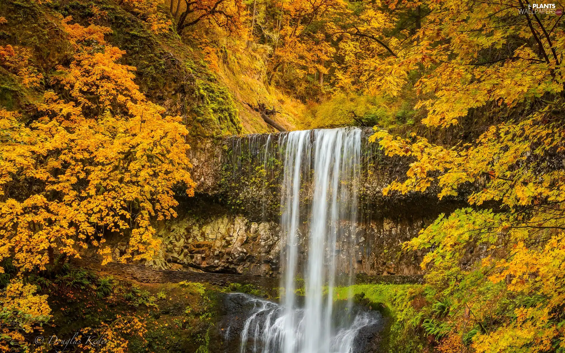 Silver Falls State Park, trees, waterfall, viewes, VEGETATION, Oregon, The United States, autumn