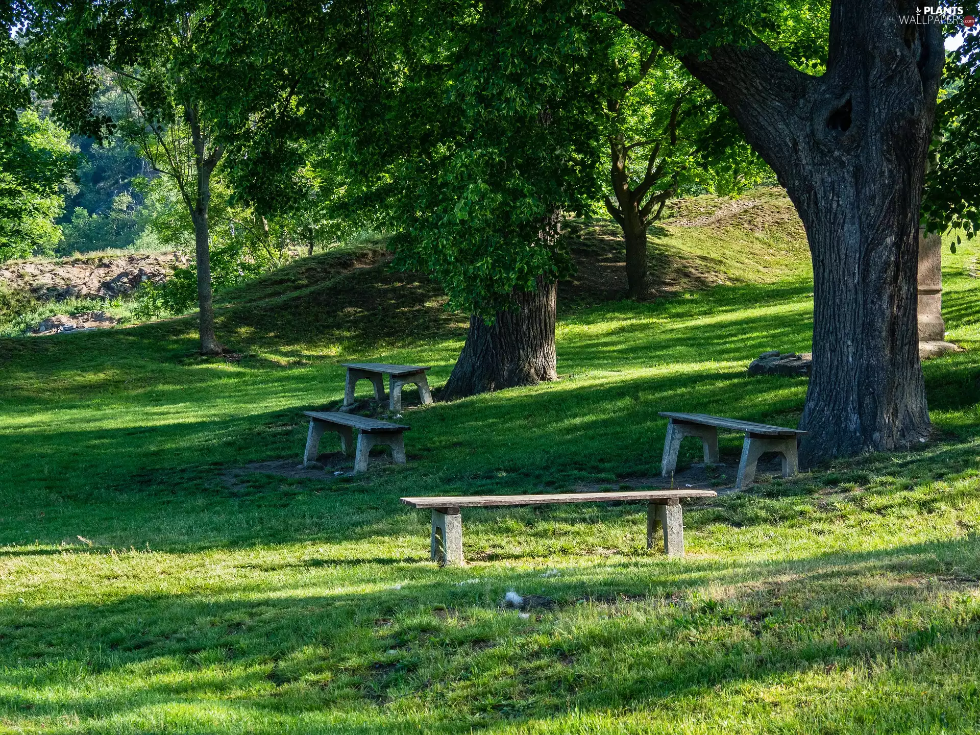 grass, Park, trees, viewes, bench