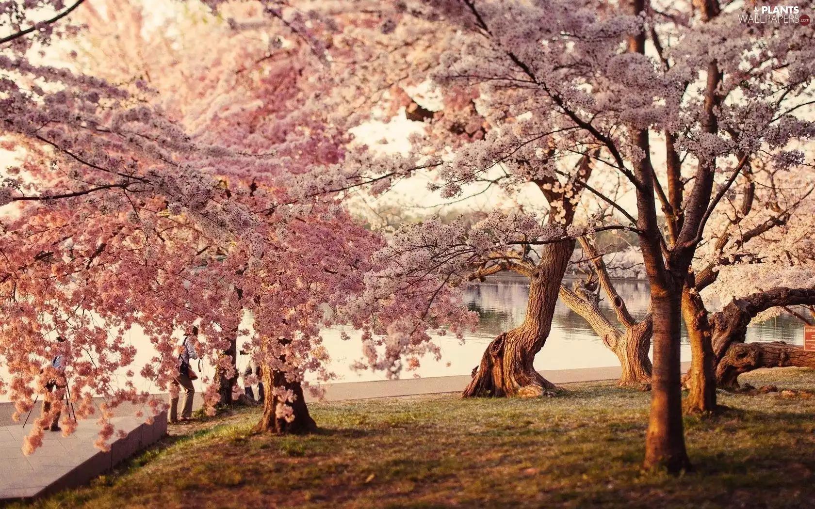 lake, Park, trees, viewes, flourishing