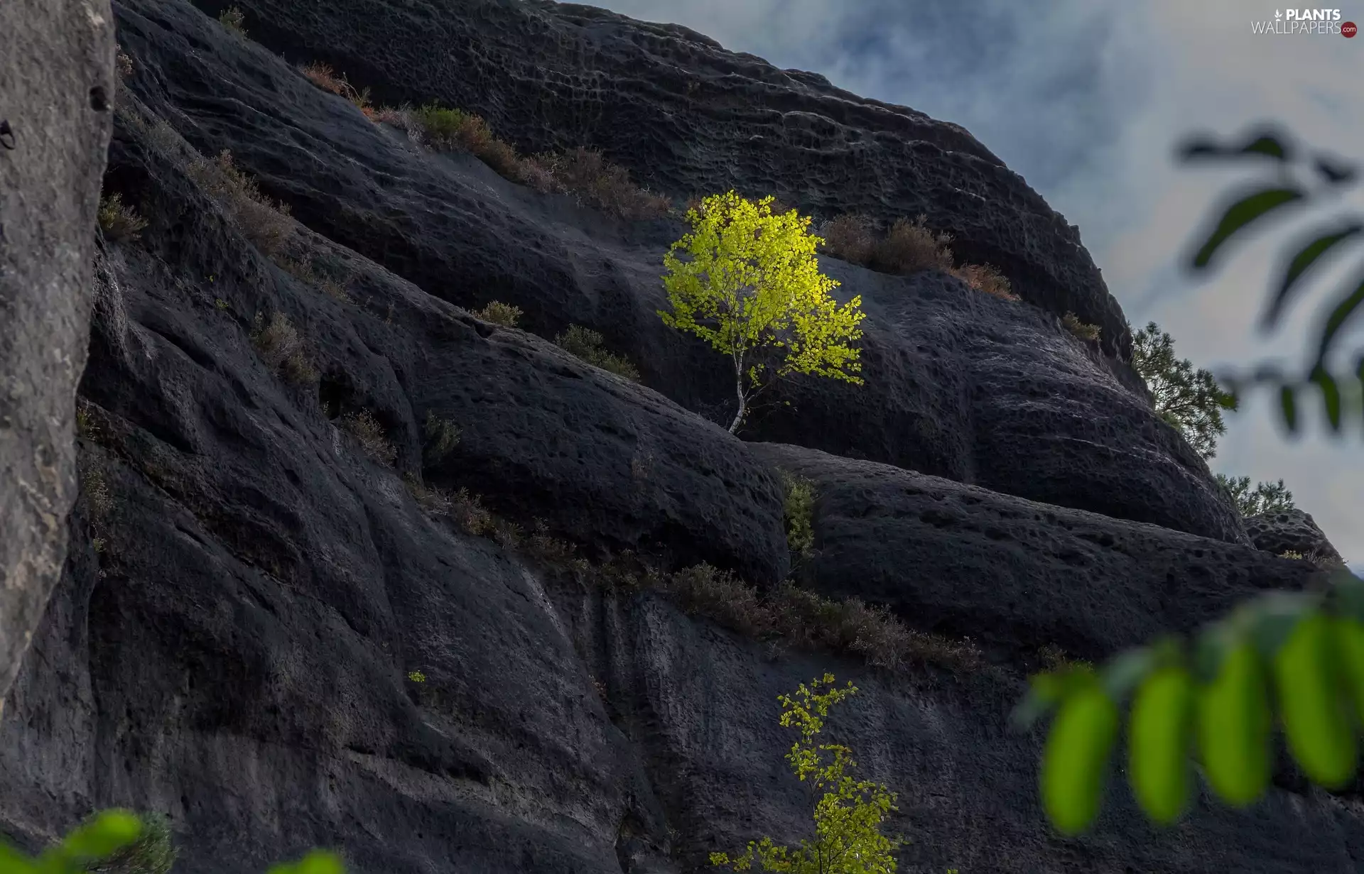 Bastei, Germany, trees, Rocks, Saxon Switzerland National Park