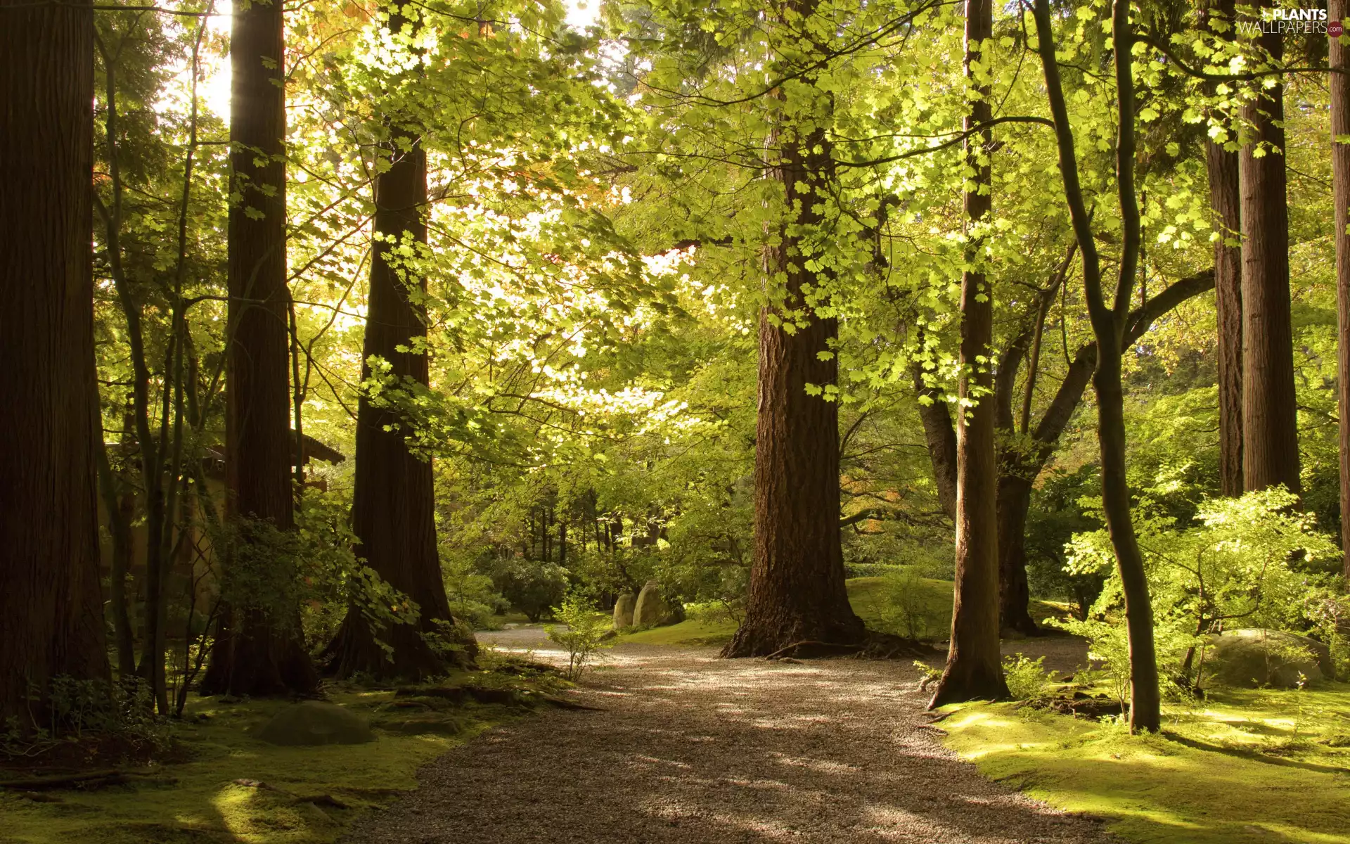 sun, green ones, viewes, luminosity, Way, Park, trees, sunny, flash, ligh