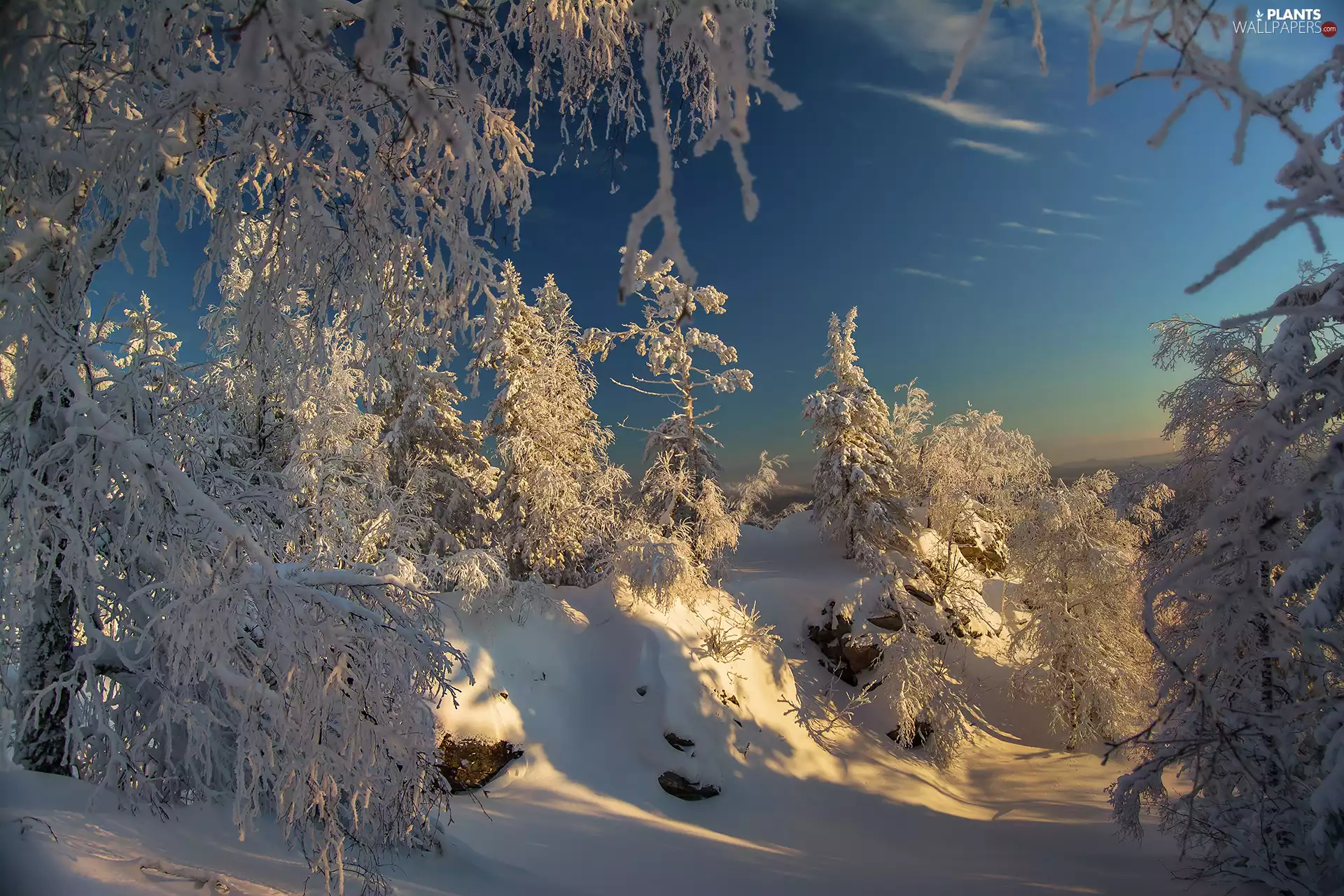 forest, Russia, trees, viewes, winter, Taganaj National Park