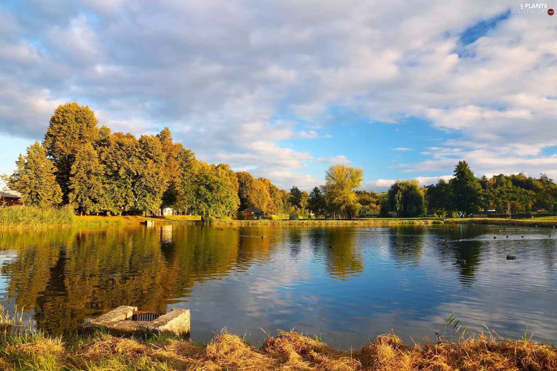 Yellowed, autumn, viewes, Park, trees, Pond - car