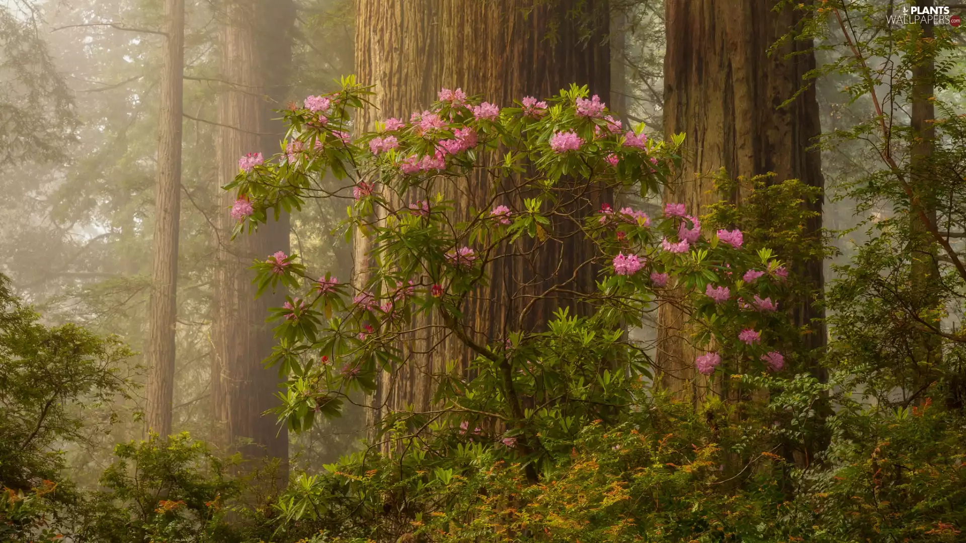trees, rhododendron, California, forest, Redwood National Park, viewes, The United States