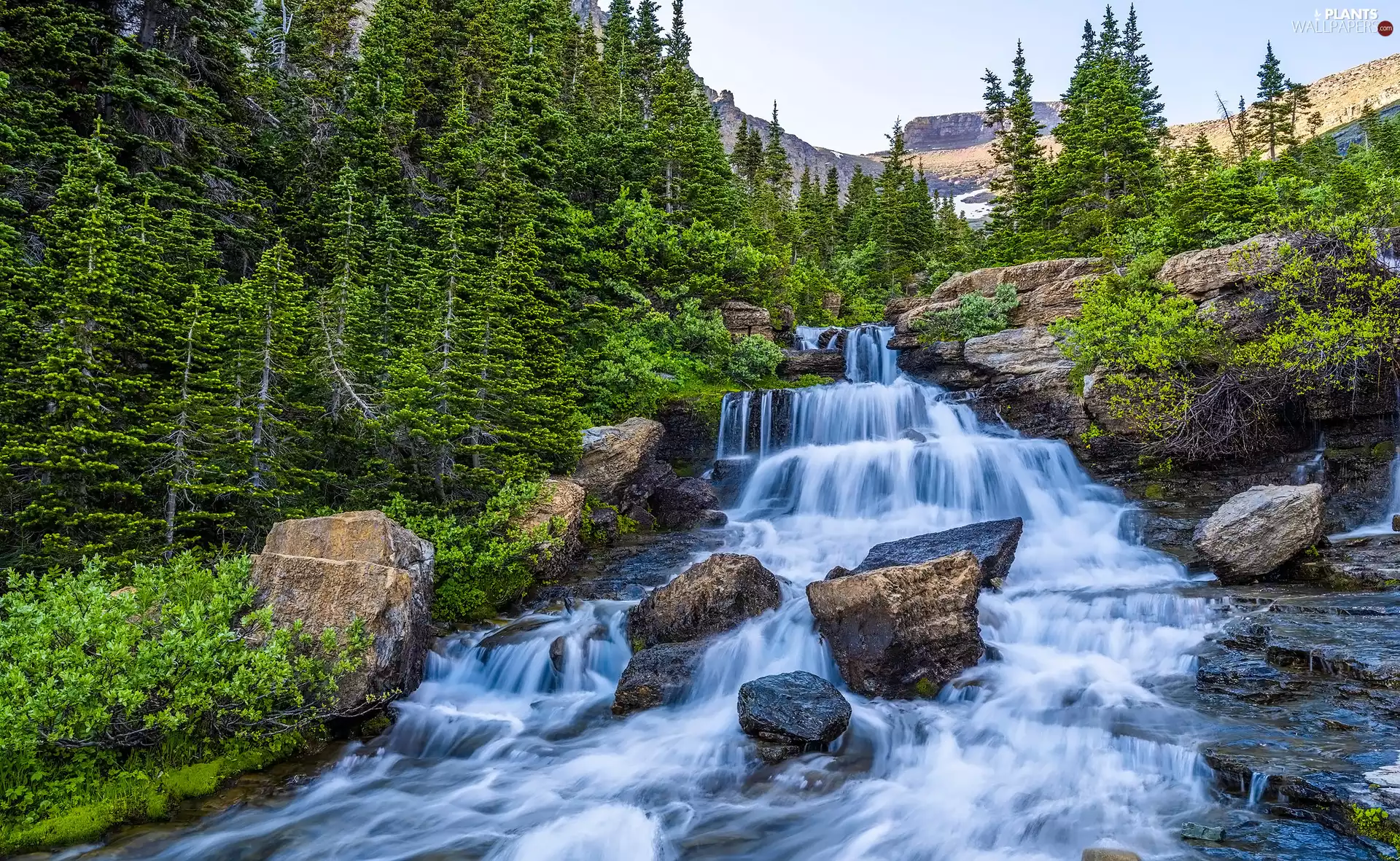 Montana, Glacier National Park, The United States, waterfall, trees, viewes, Moss, Plants, Stones