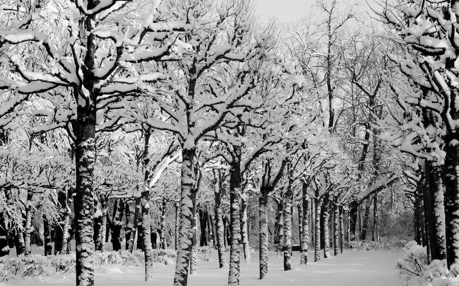 snow, winter, viewes, Park, trees, Way