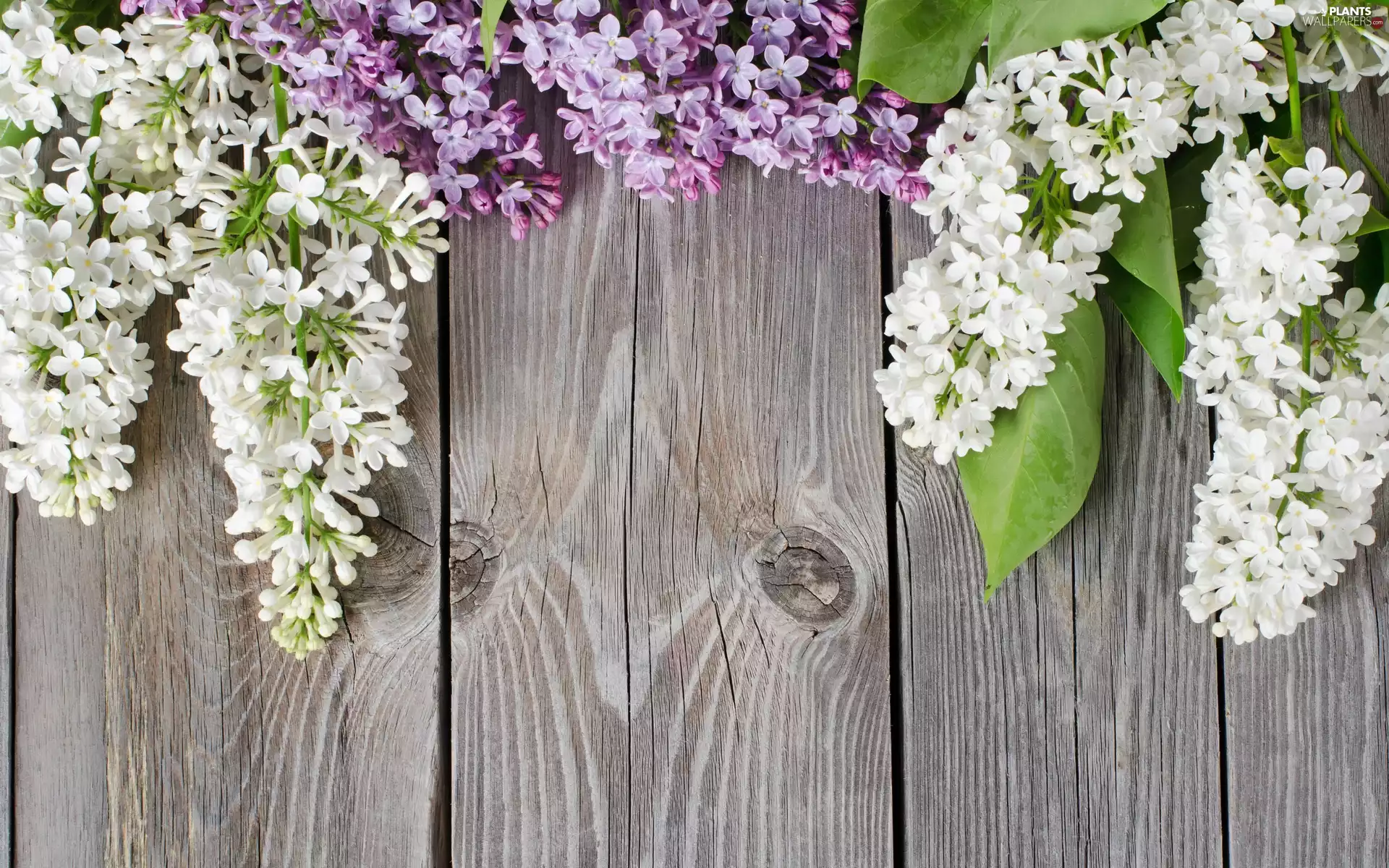 Parkkan, Twigs, lilac