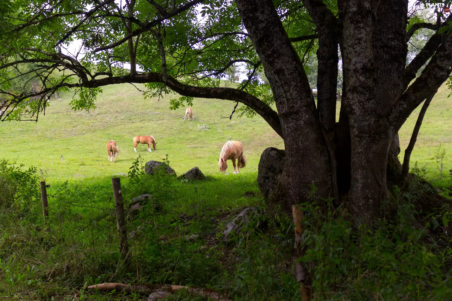 bloodstock, trees, fence, pasture