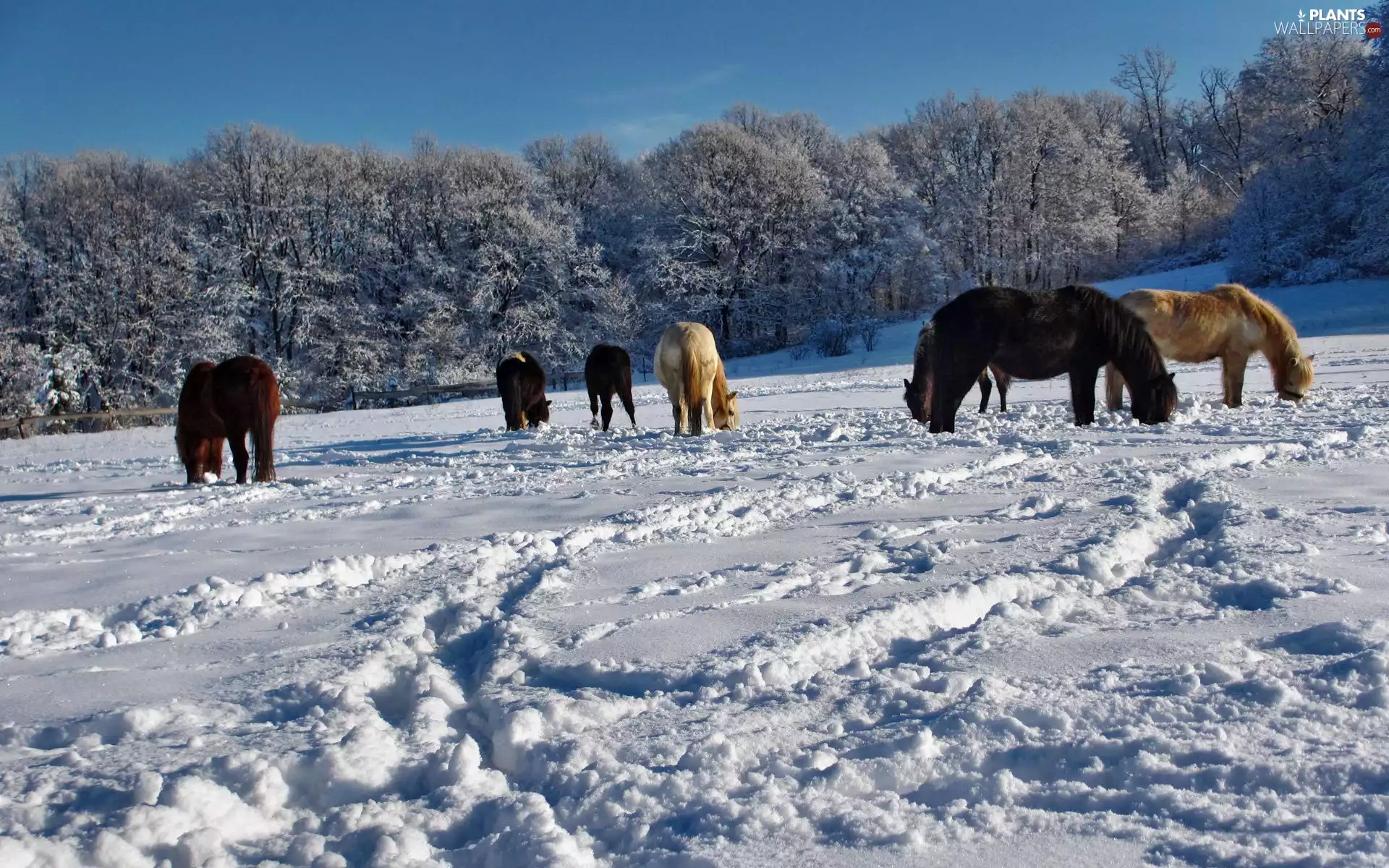 snow, pasture, winter, backfilling, bloodstock