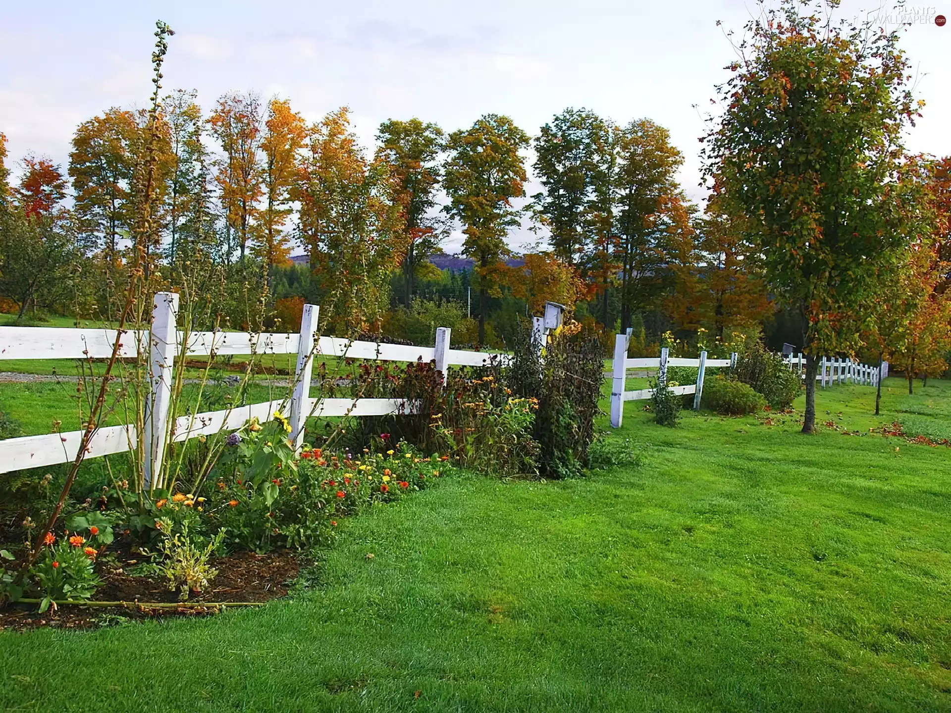 Meadow, Flower, Fance, patch