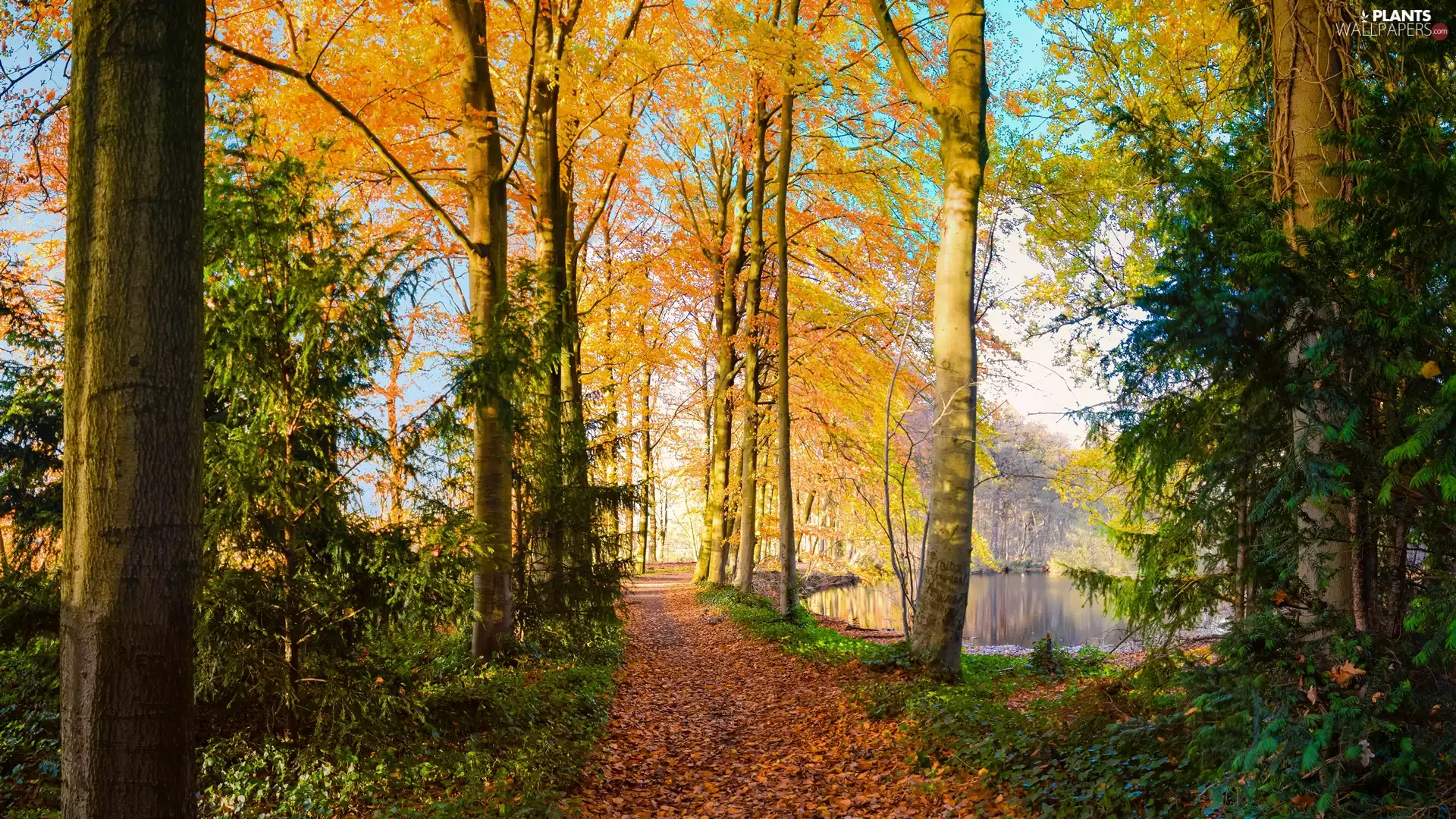 viewes, Park, autumn, Path, Pond - car, trees