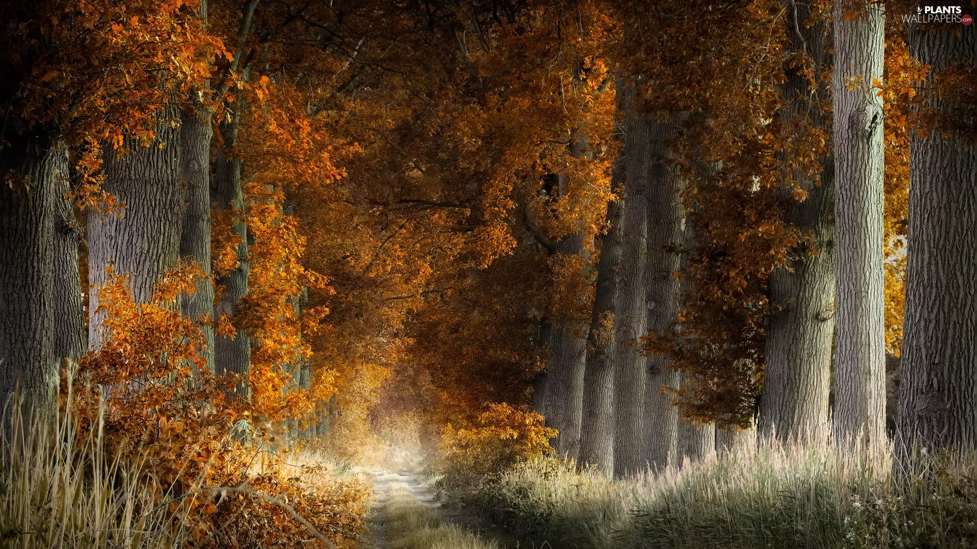 trees, forest, scrub, Path, viewes, autumn