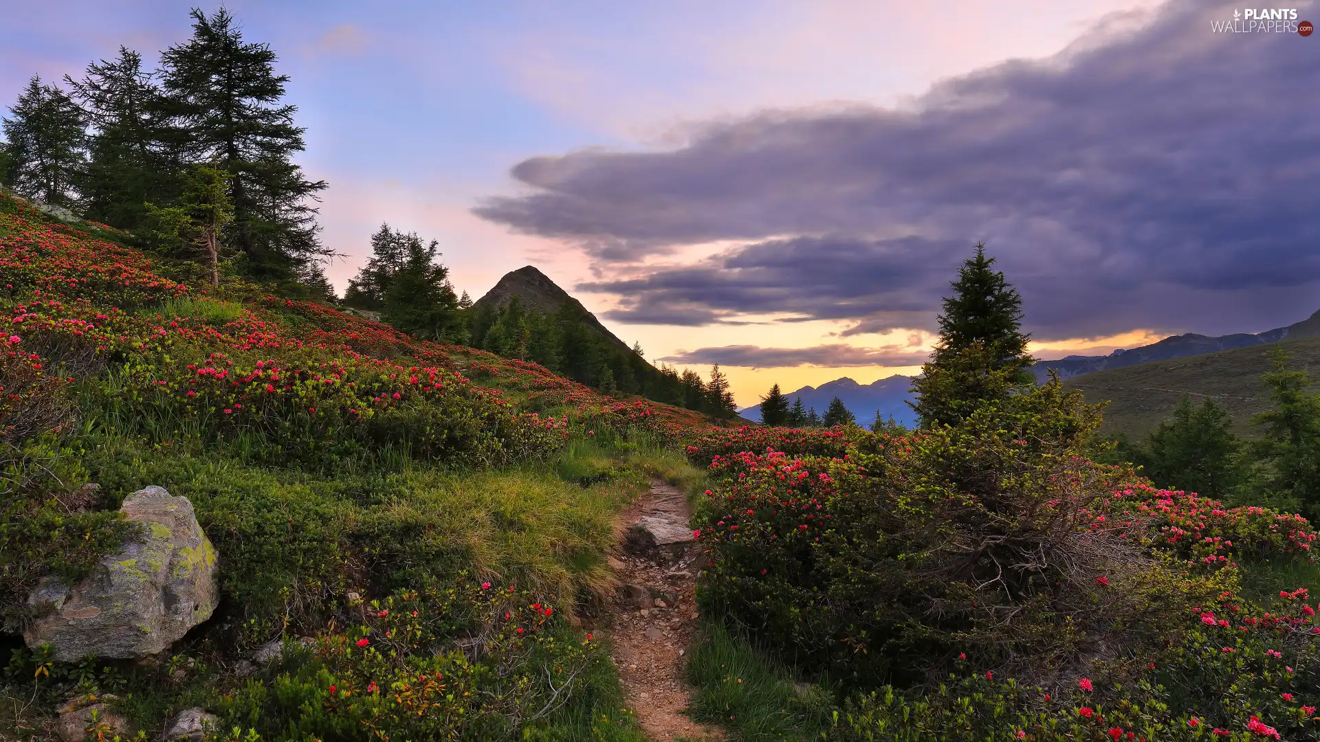 Path, Mountains, Flowers, Bush, viewes, clouds, Azaleas, trees, Rhododendron