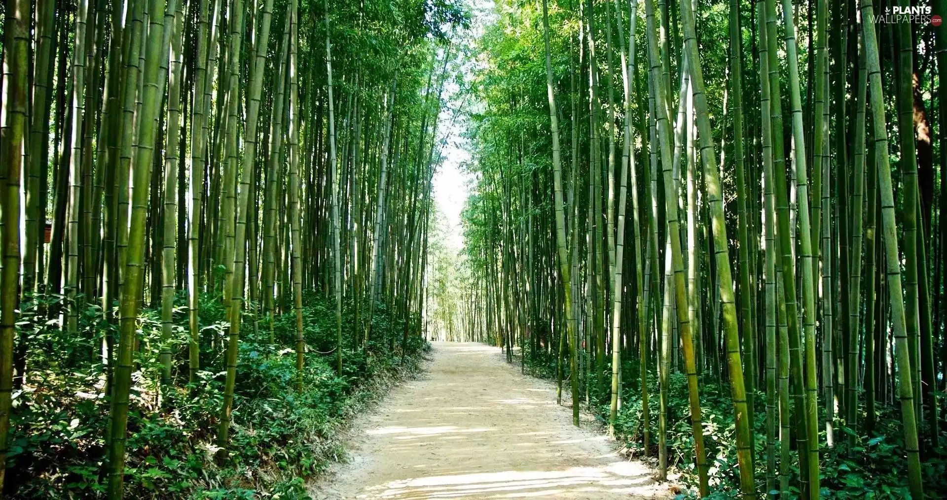 Path, forest, bamboo