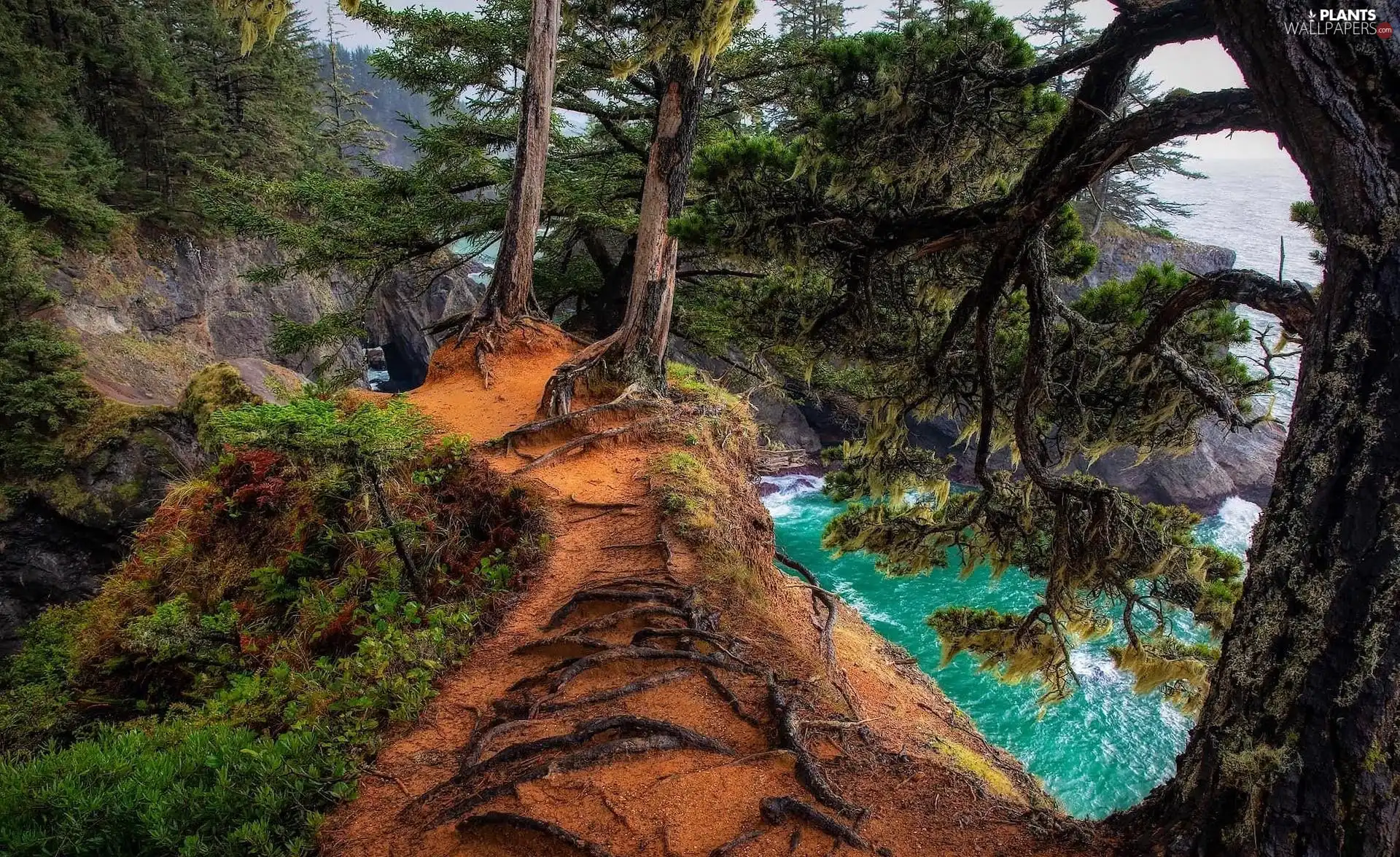 trees, sea, roots, Path, viewes, coast