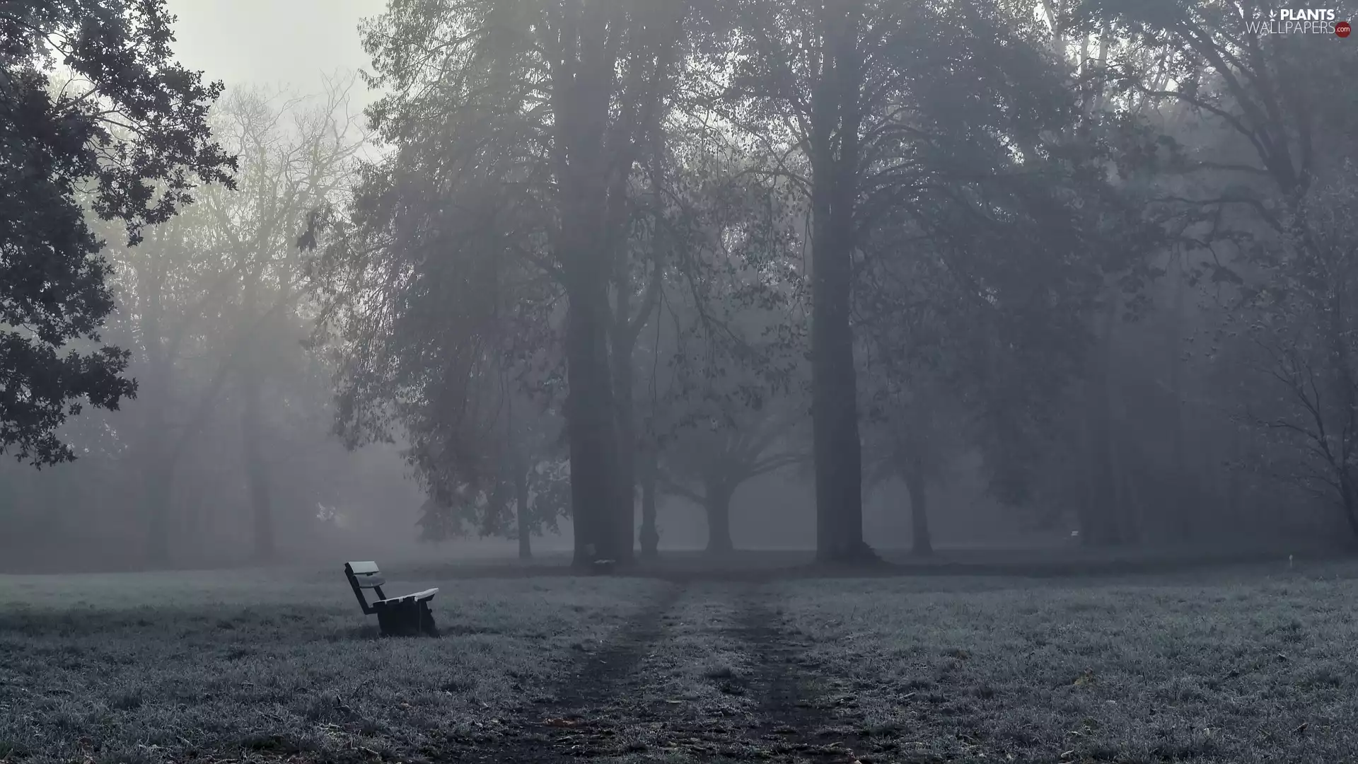 Bench, Park, viewes, Path, trees, Fog