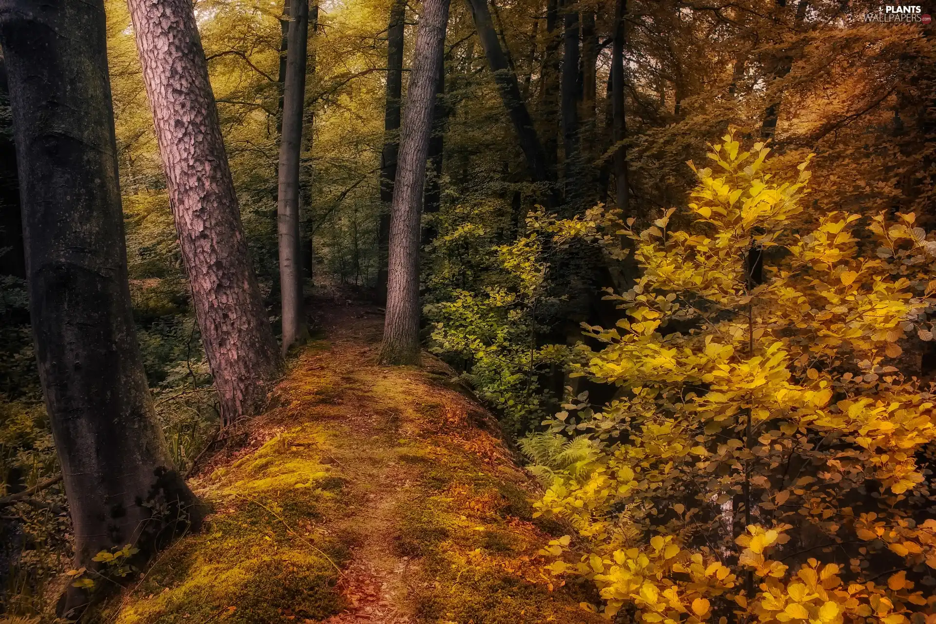 forest, Bush, autumn, Path