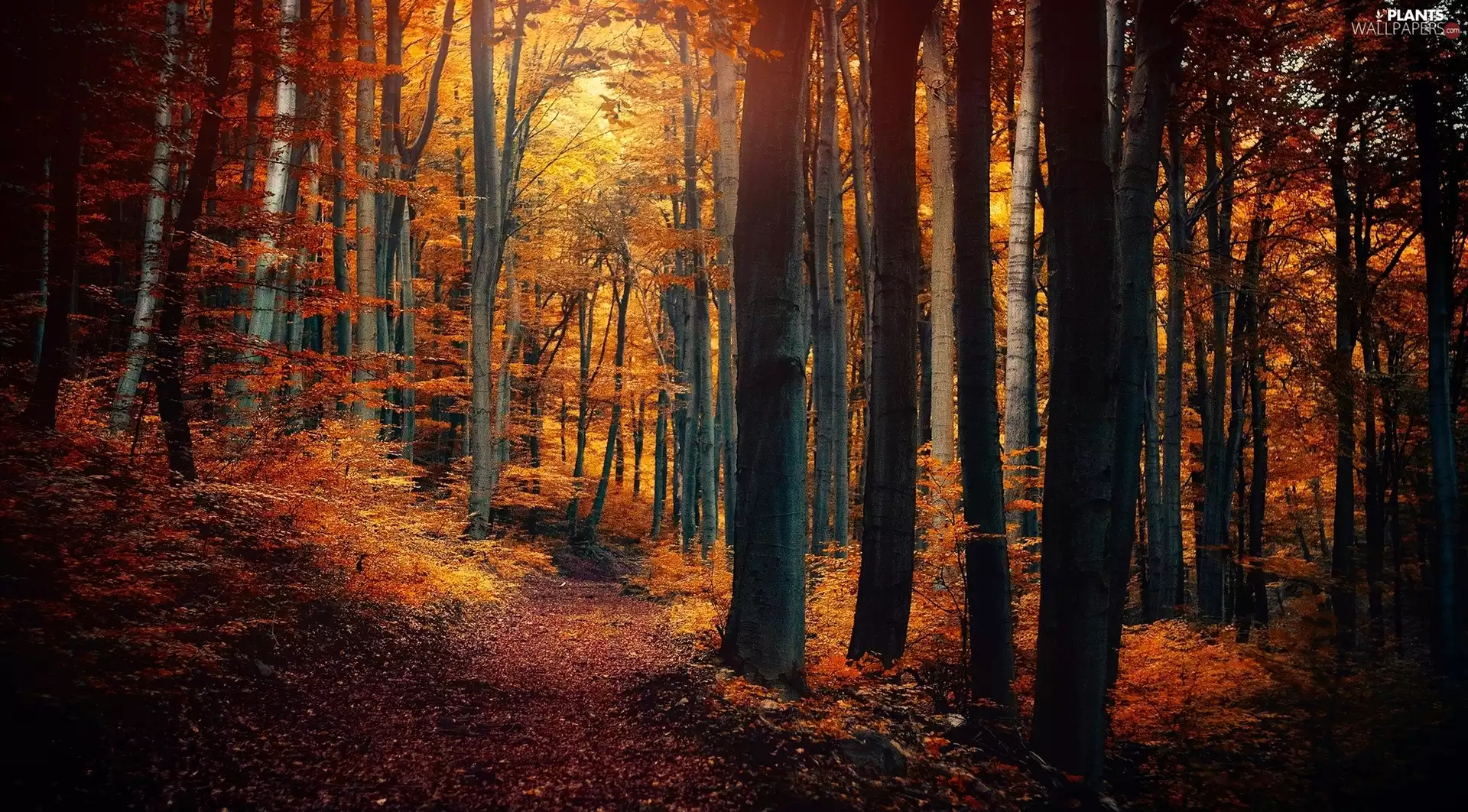 forest, Leaf, autumn, Path