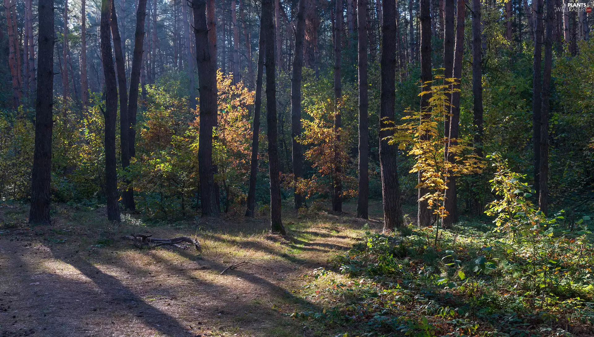 viewes, Path, forest, trees, autumn