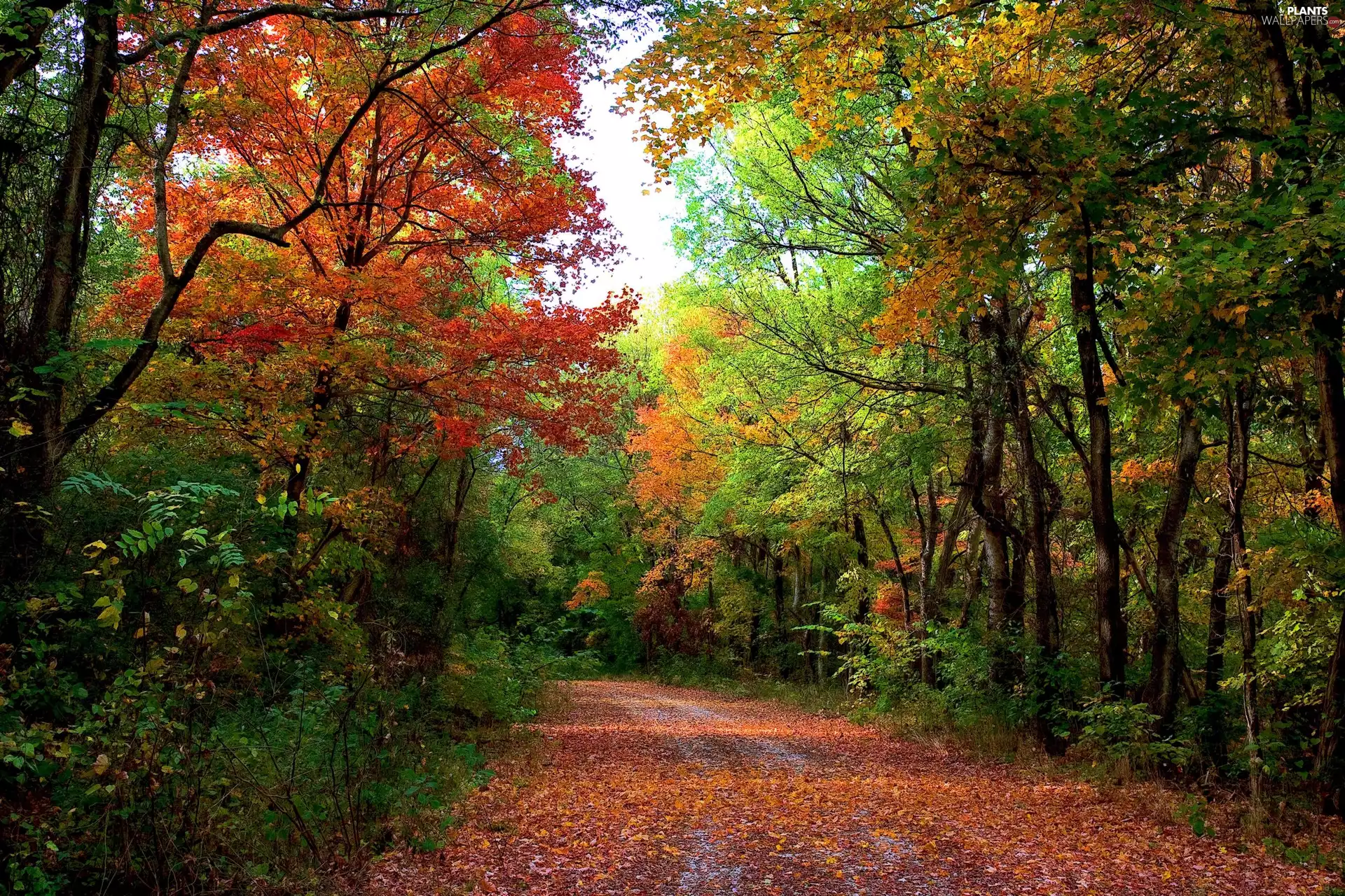 viewes, Path, forest, trees, autumn