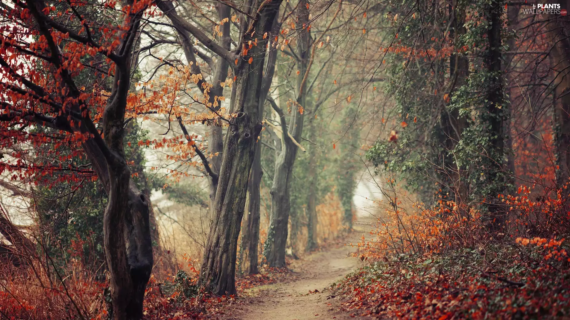trees, autumn, Bush, Path, viewes, forest