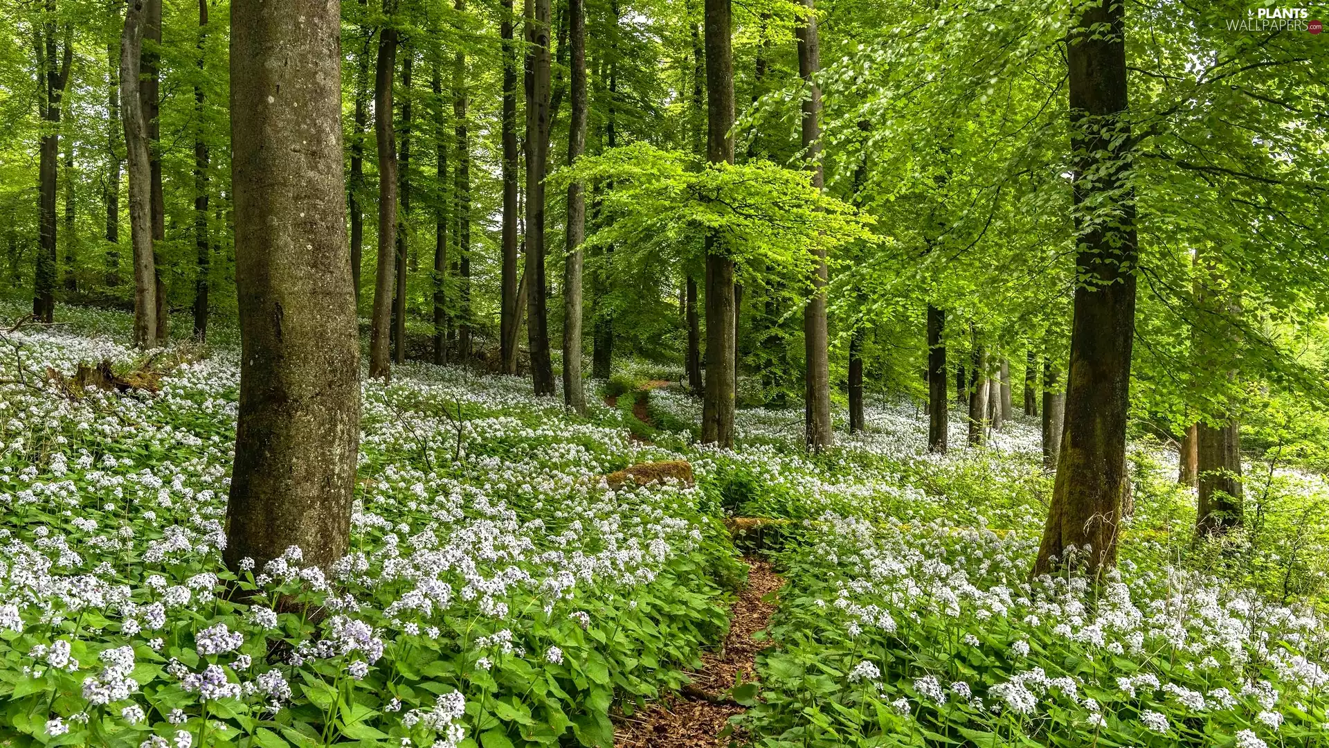 trees, Spring, Flowers, Path, viewes, forest